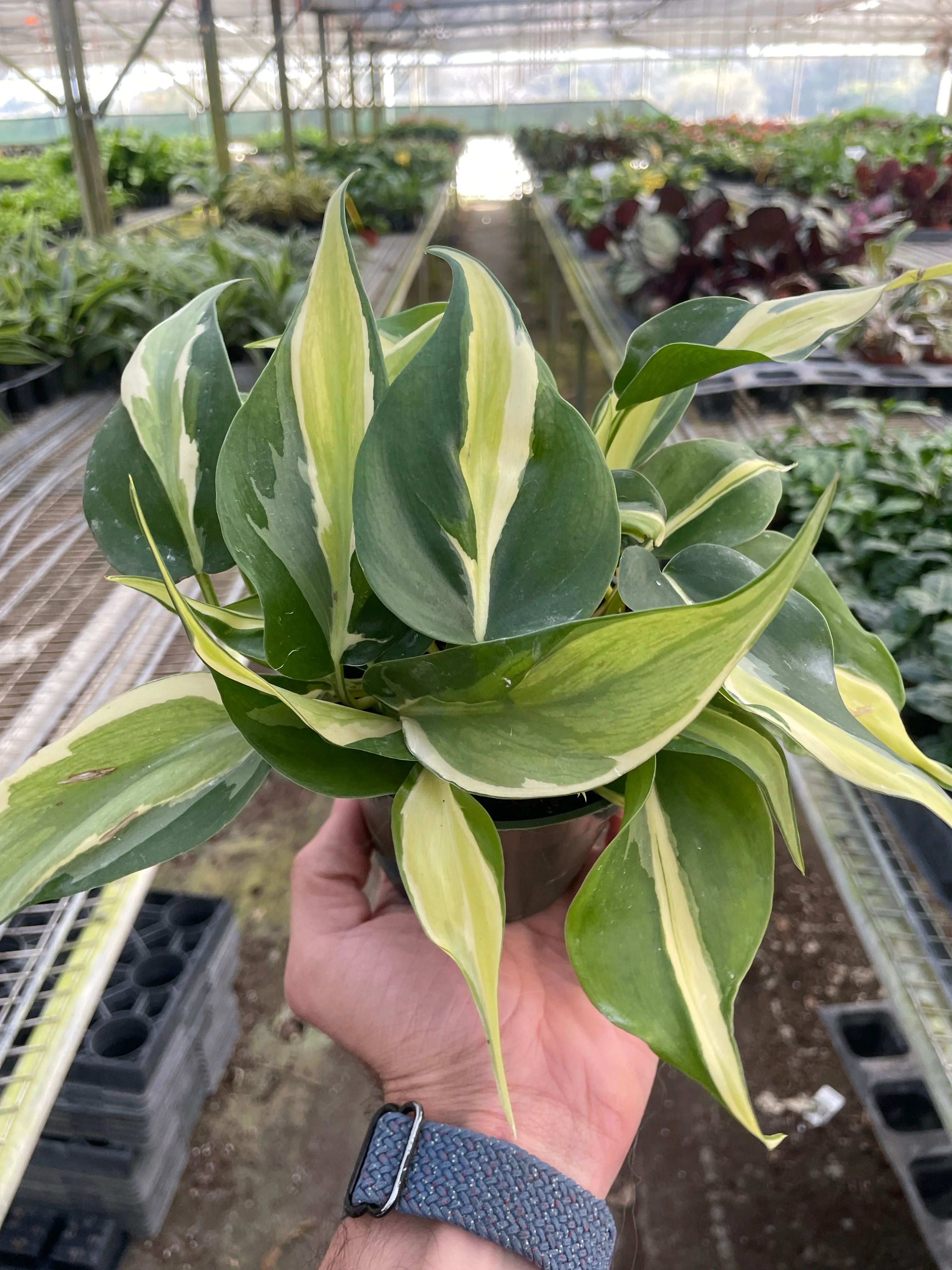 Silver Stripe Philodendron - Image 2