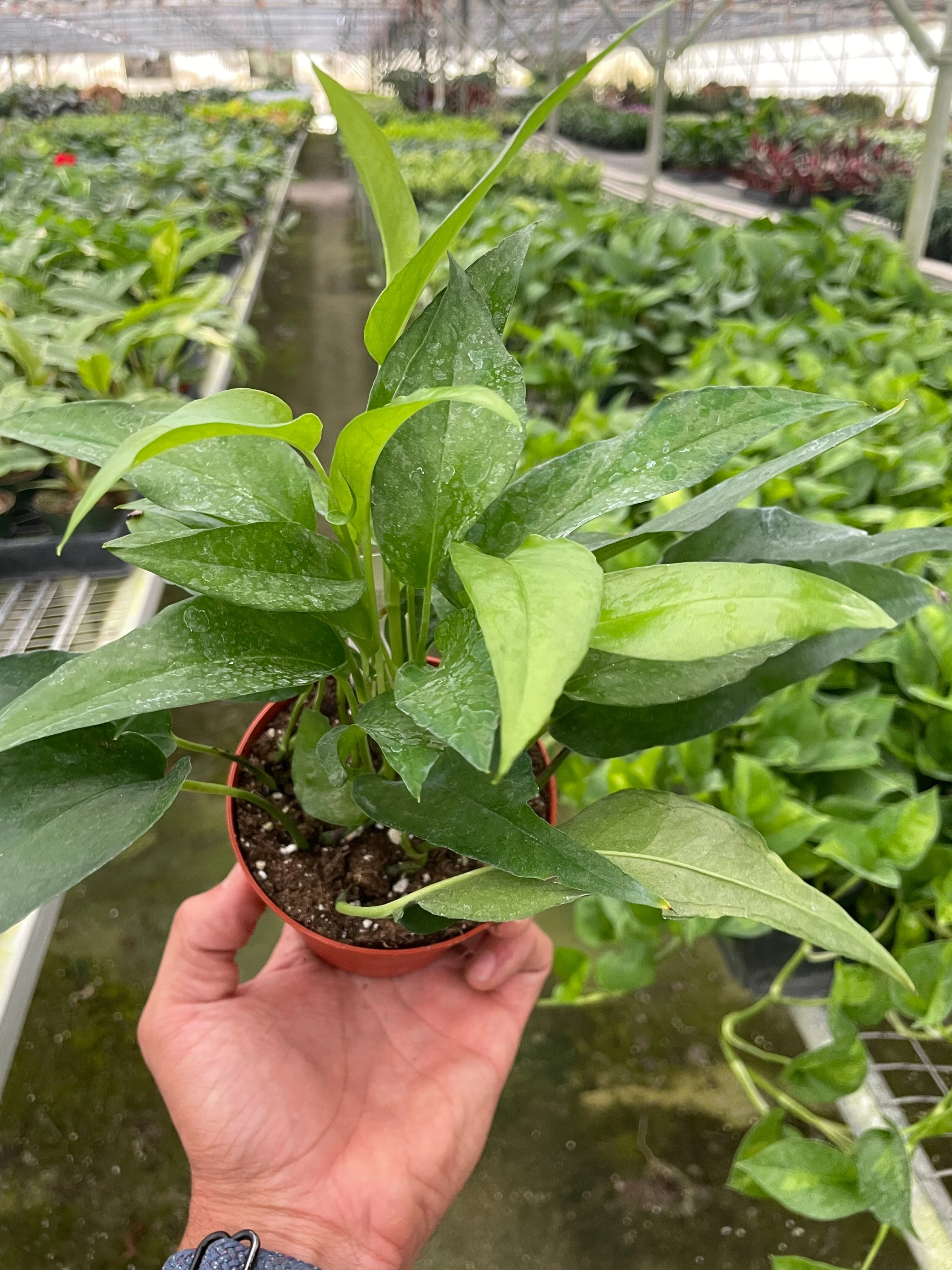 Skeleton Key Pothos - Image 3
