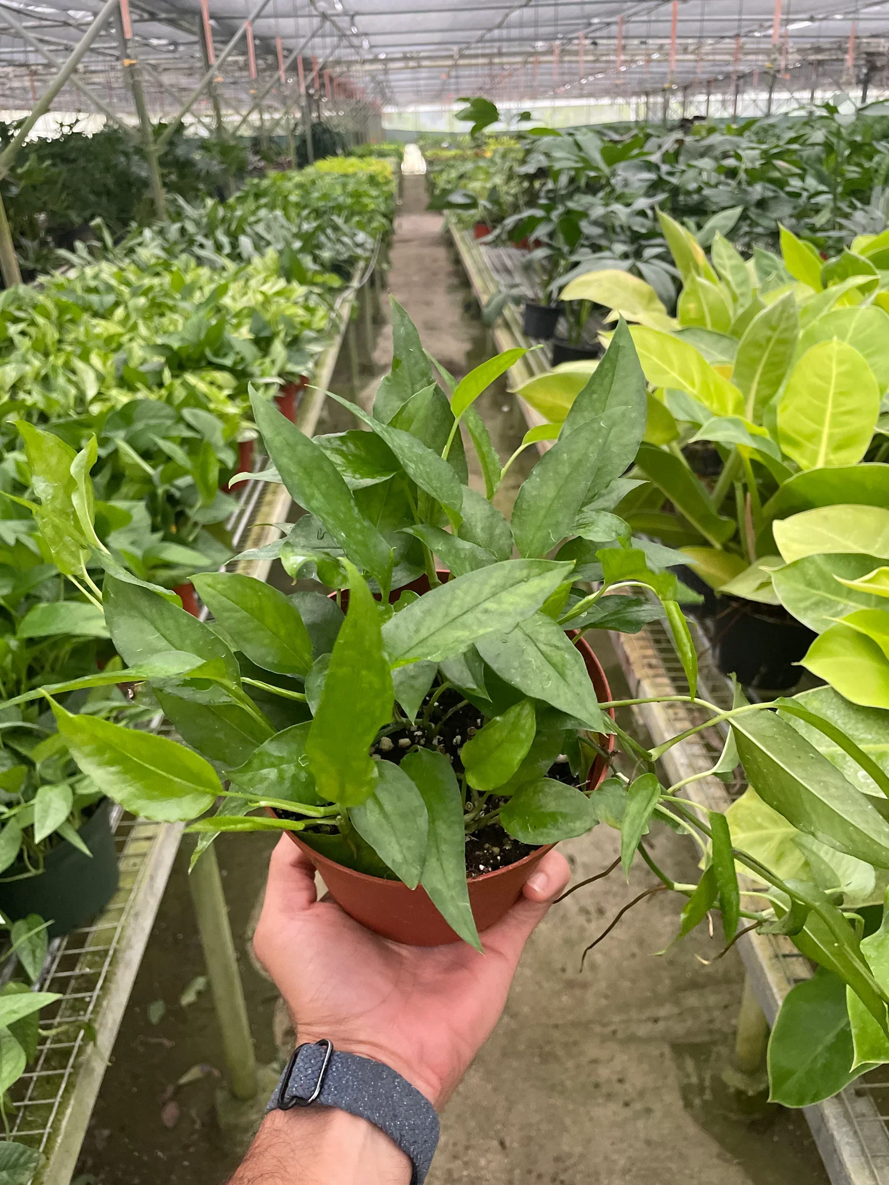 Skeleton Key Pothos - Image 4