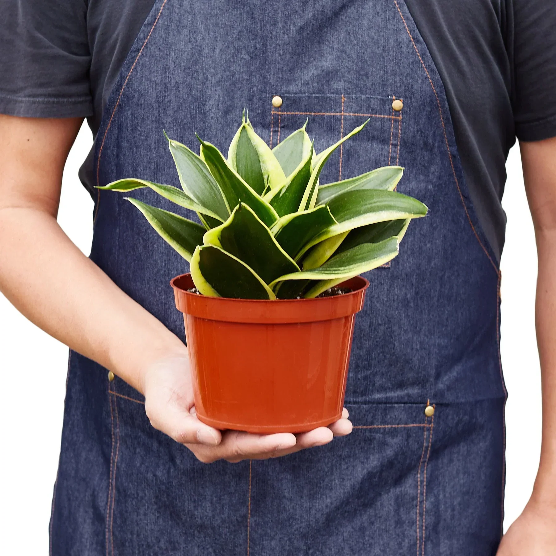 Snake Plant Black Gold - Image 5