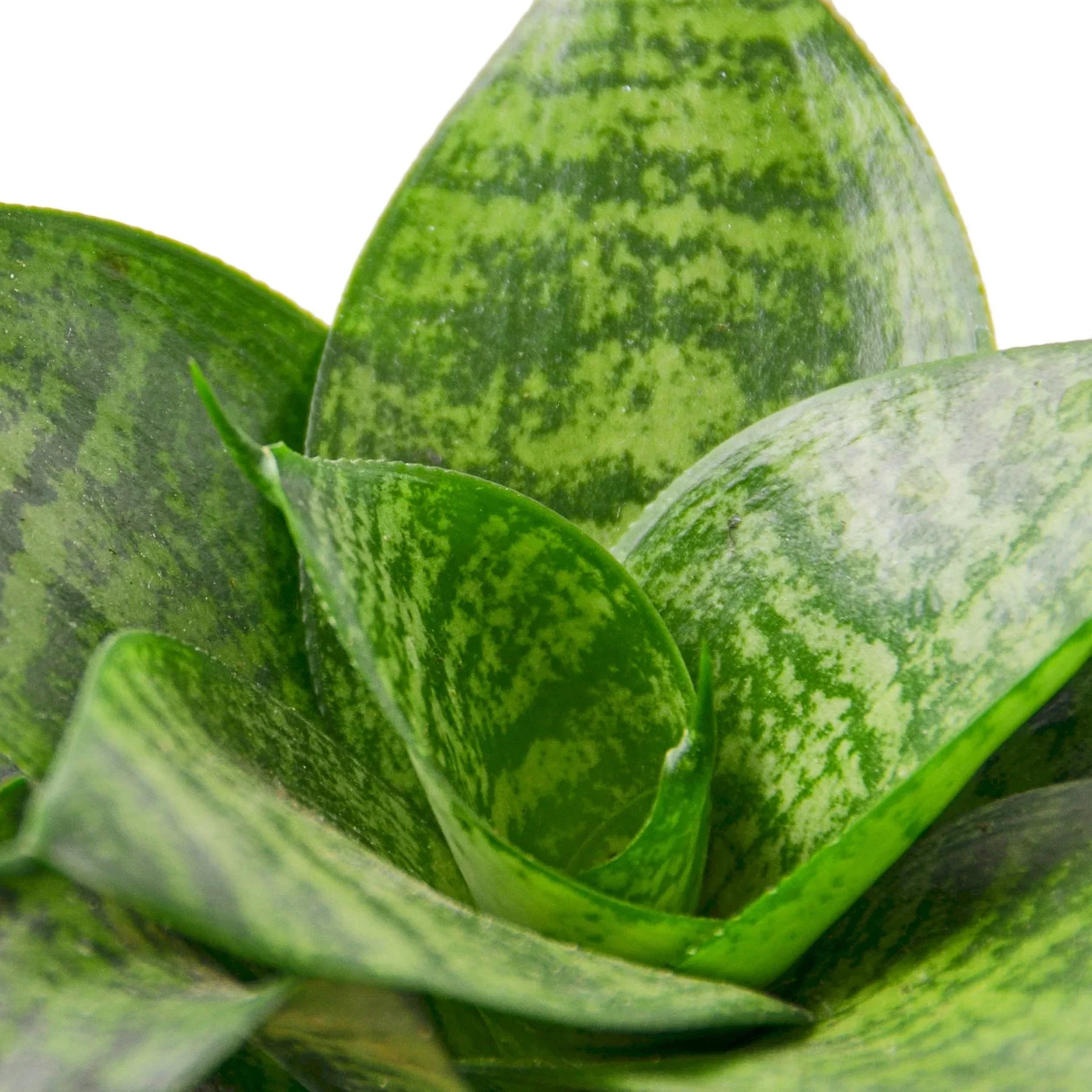 Snake Plant Black Robusta - Image 2