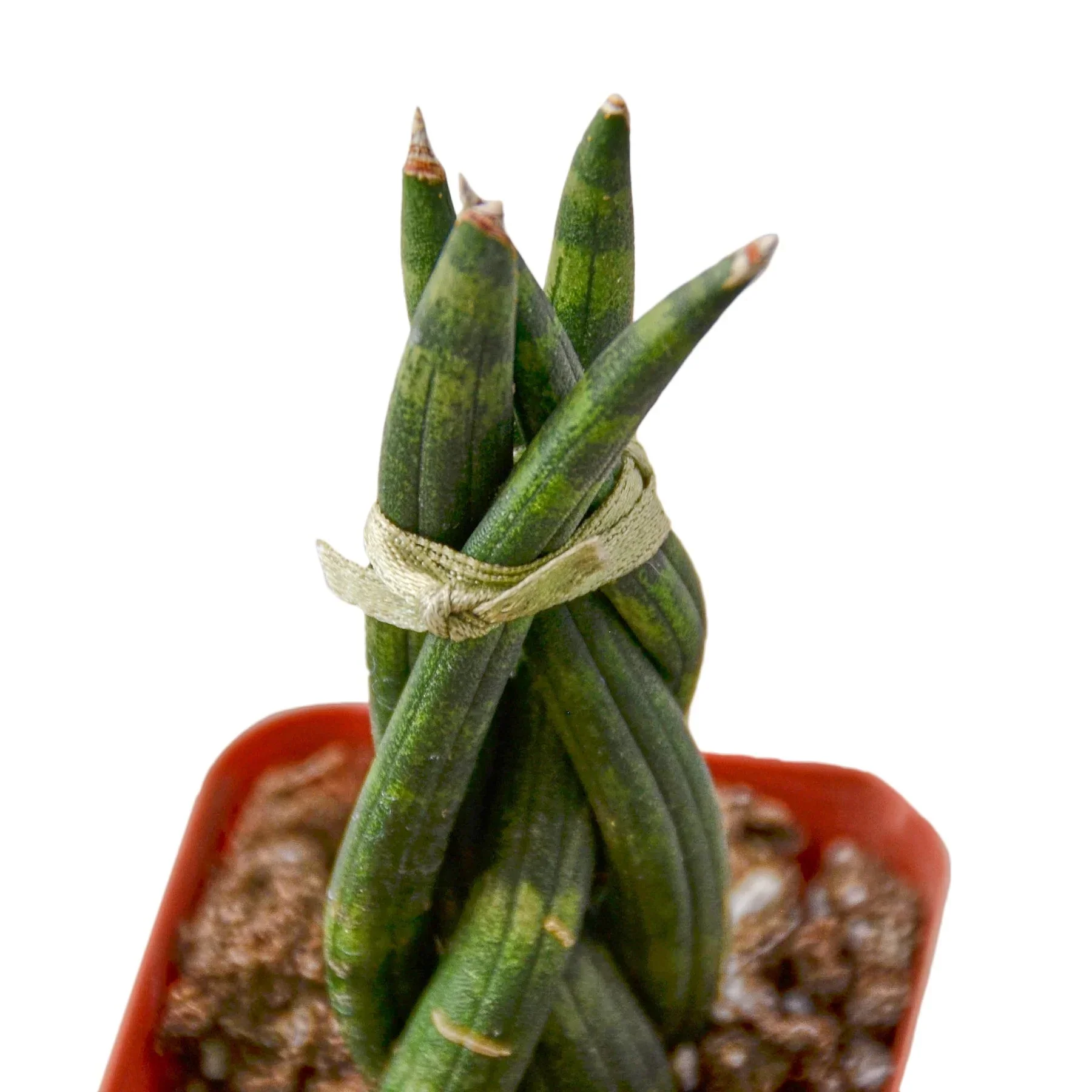 Snake Plant Braided - Image 4