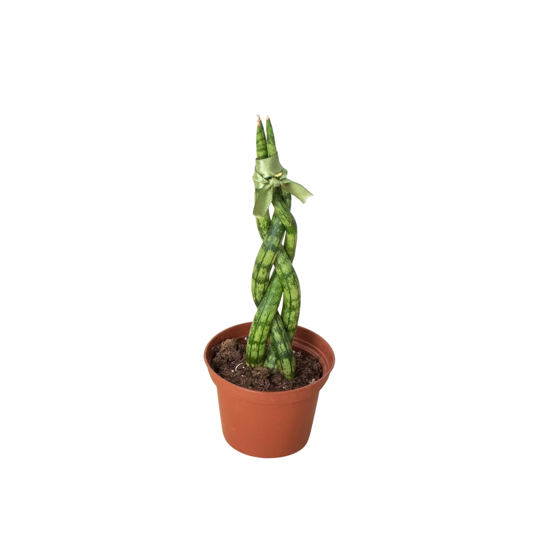 Snake Plant Braided - Image 6