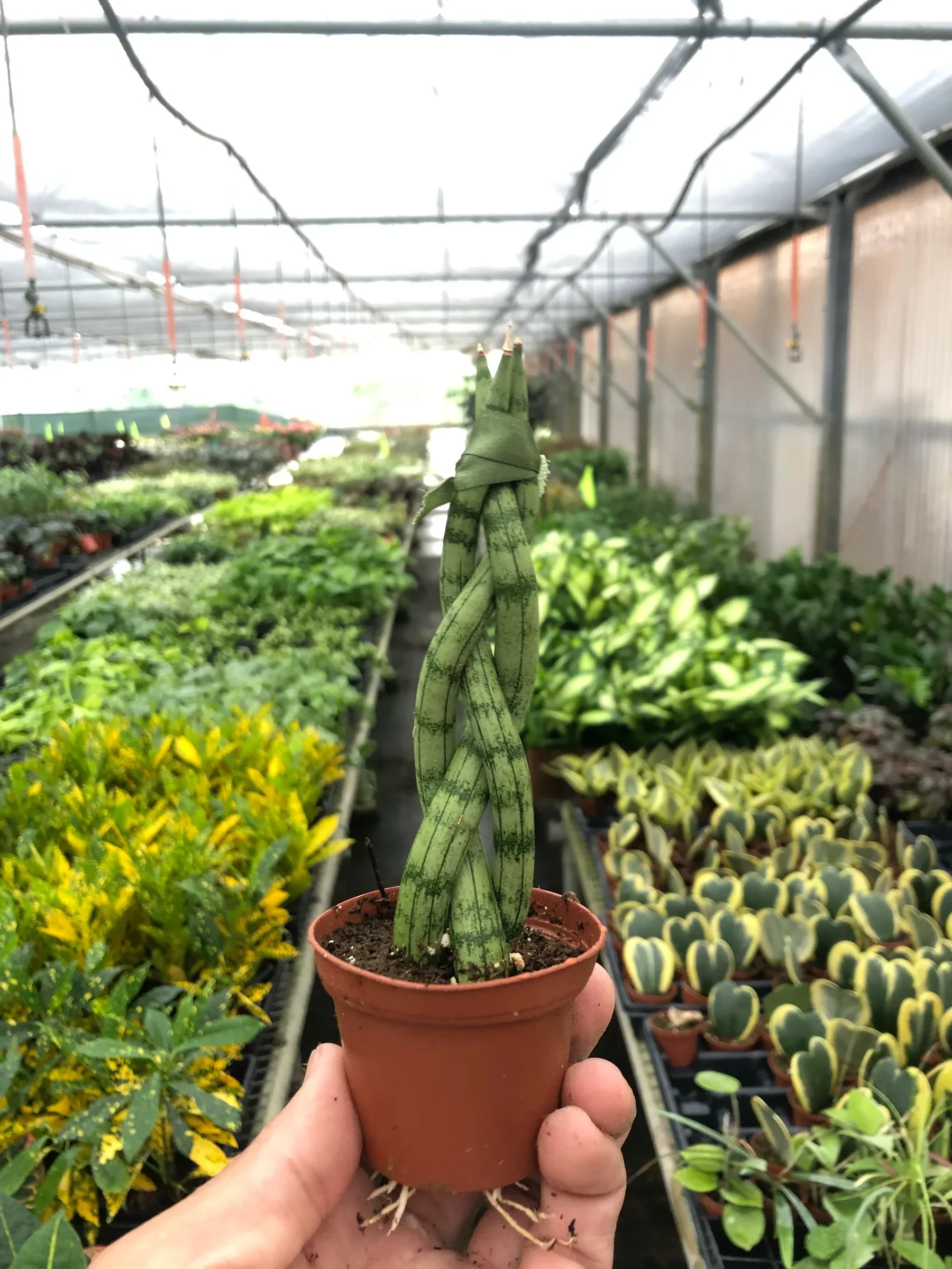Snake Plant Braided - Image 9