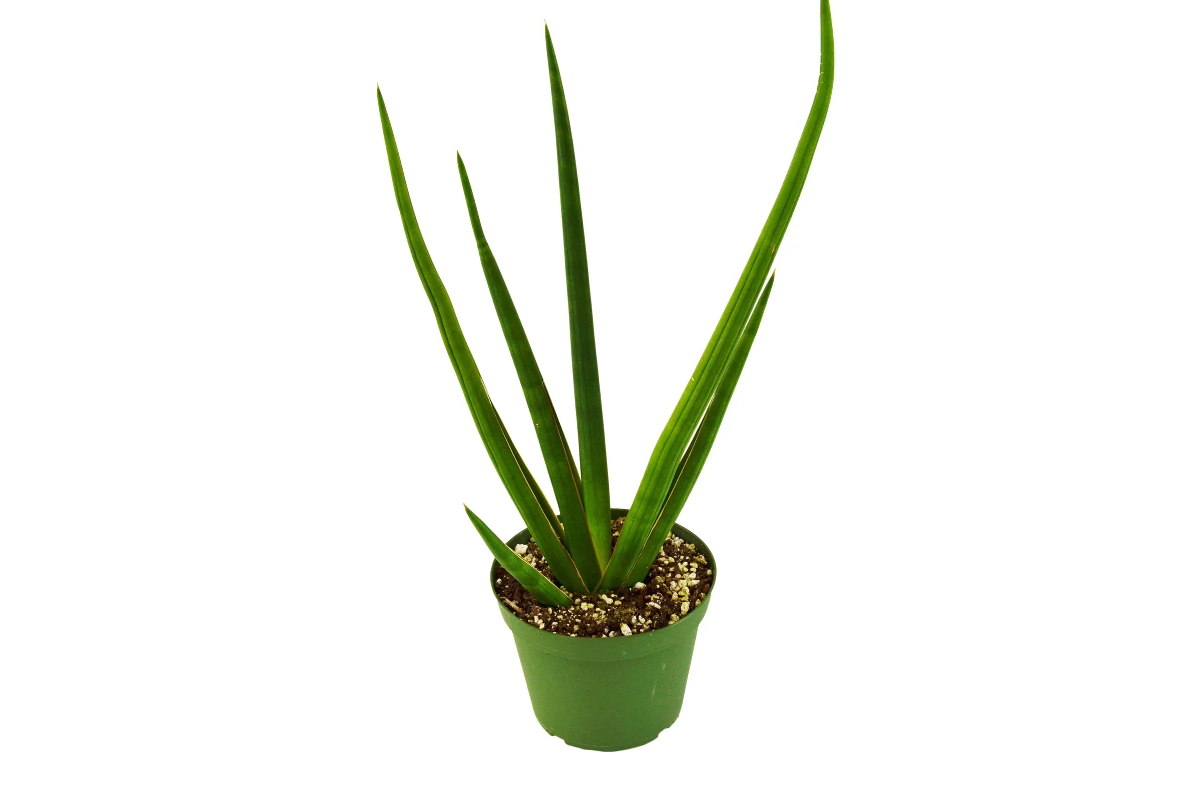 Snake Plant Cylindrica - Image 10