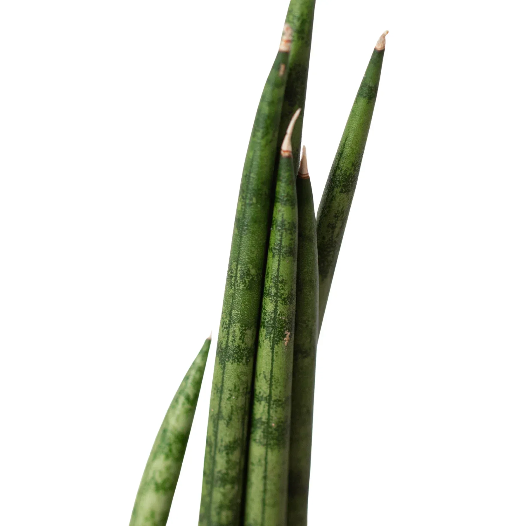 Snake Plant Cylindrica - Image 2