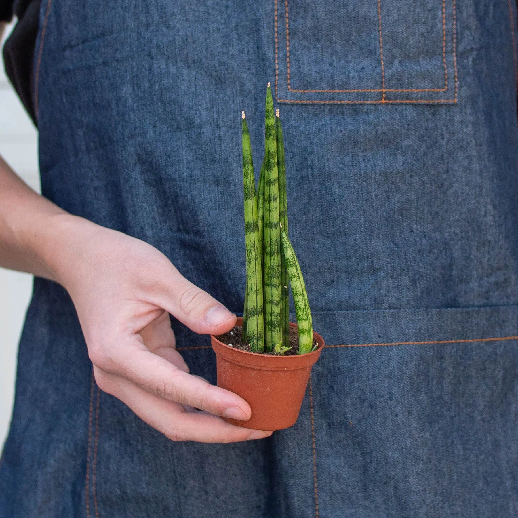 Snake Plant Cylindrica - Image 8