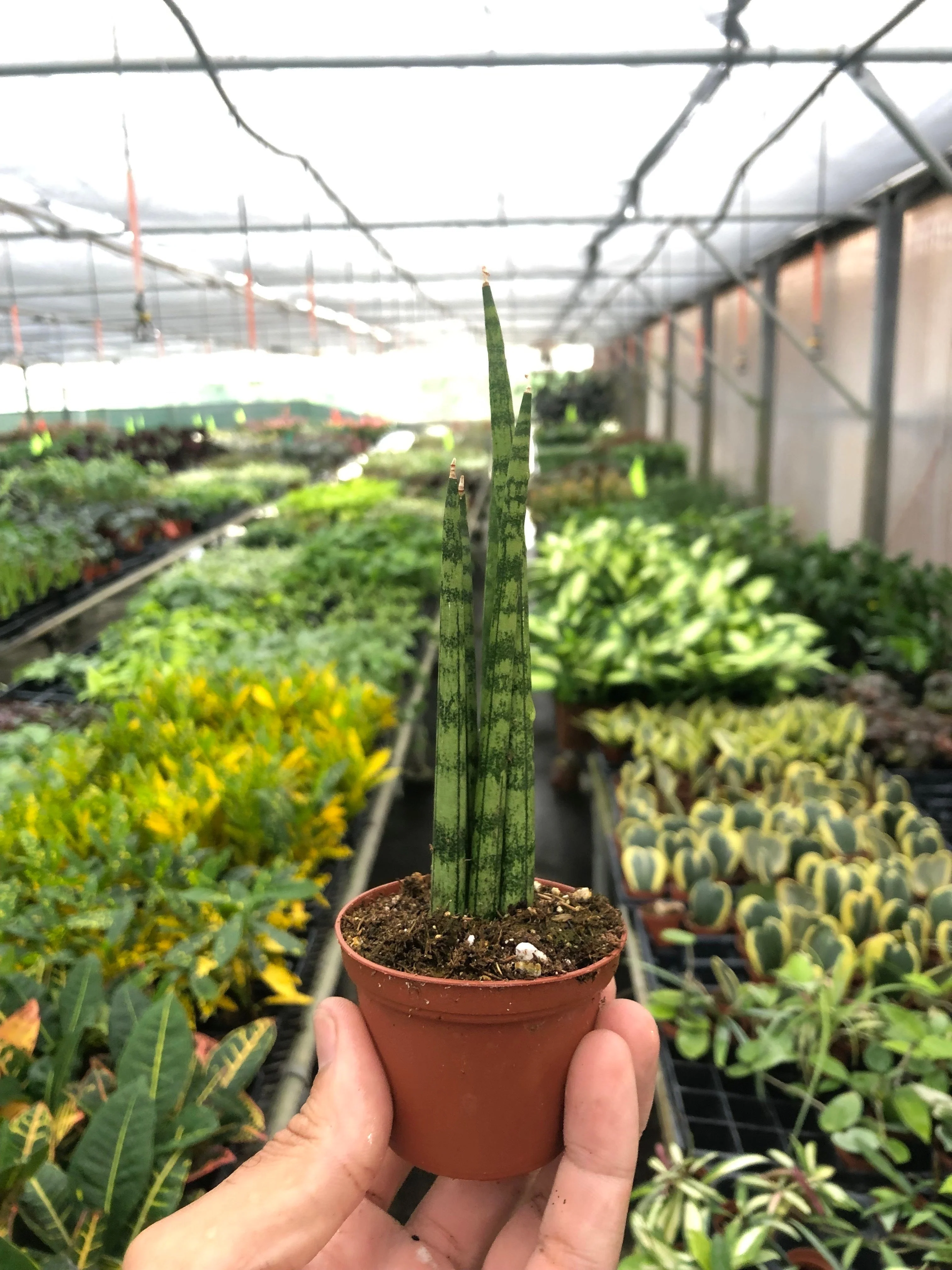Snake Plant Cylindrica - Image 9