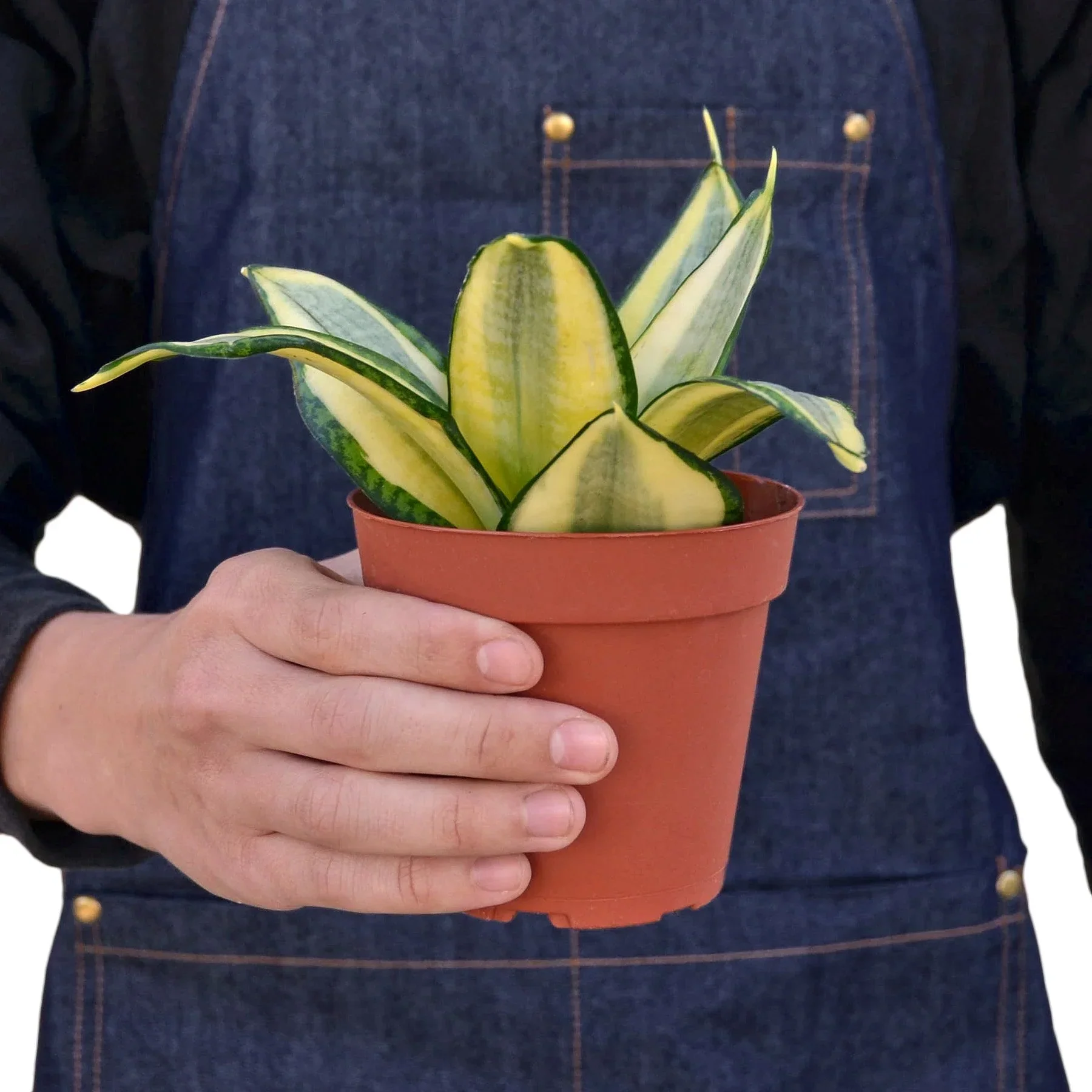 Snake Plant Gold Hahnii - Image 3