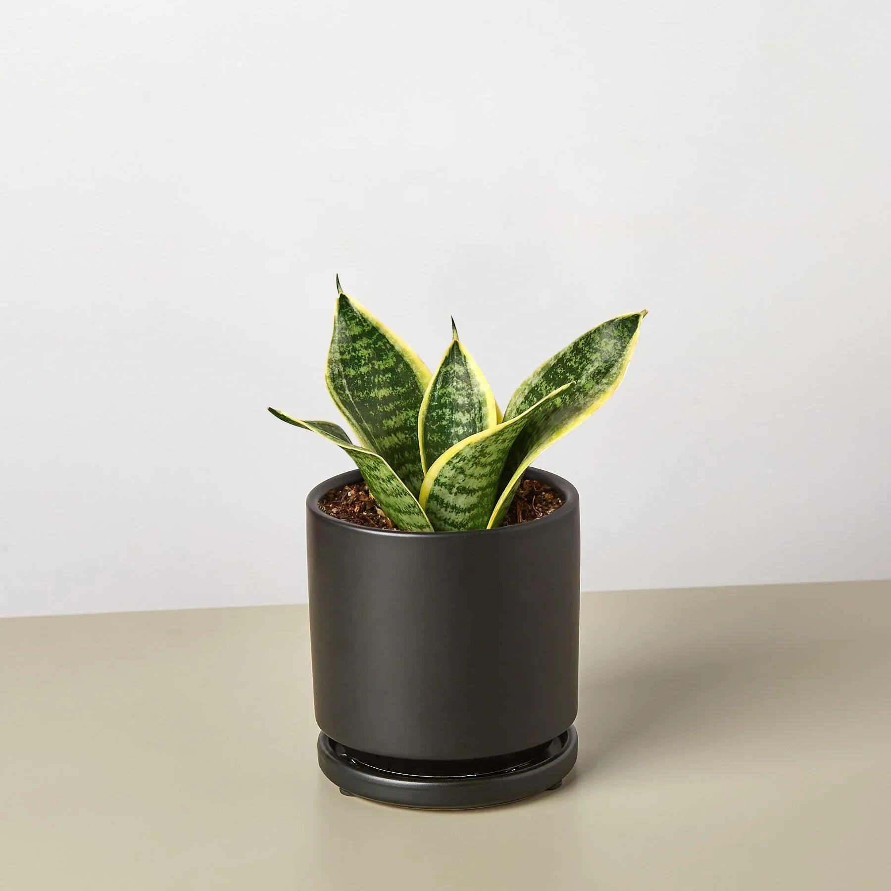 Snake Plant Laurentii Dwarf - Image 4