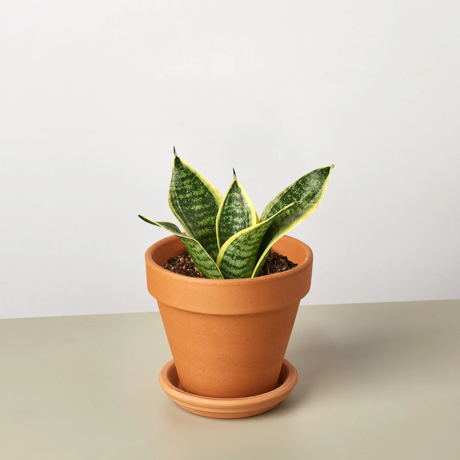 Snake Plant Laurentii Dwarf - Image 7