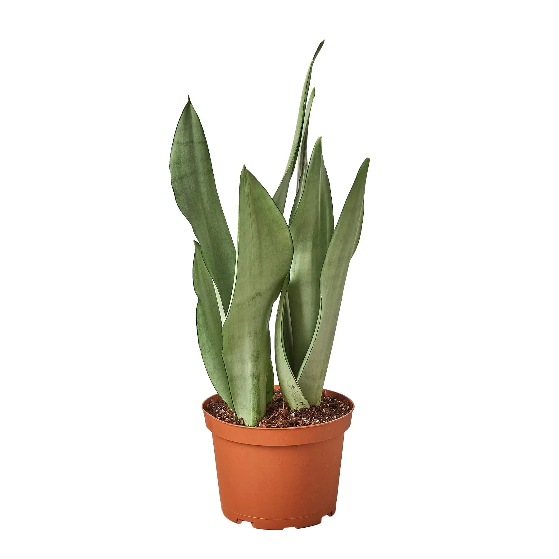 Snake Plant Moonshine - Image 3
