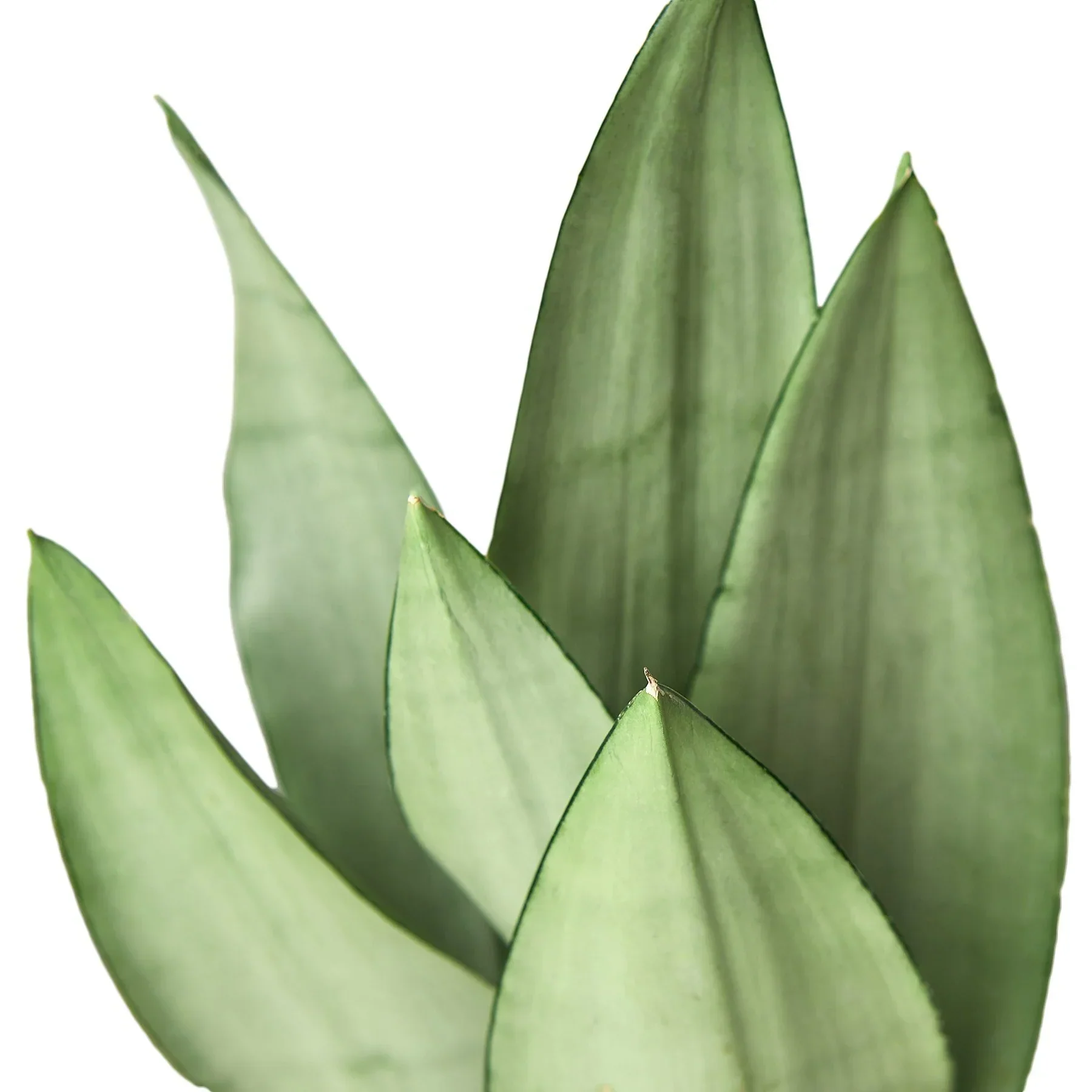 Snake Plant Moonshine - Image 4