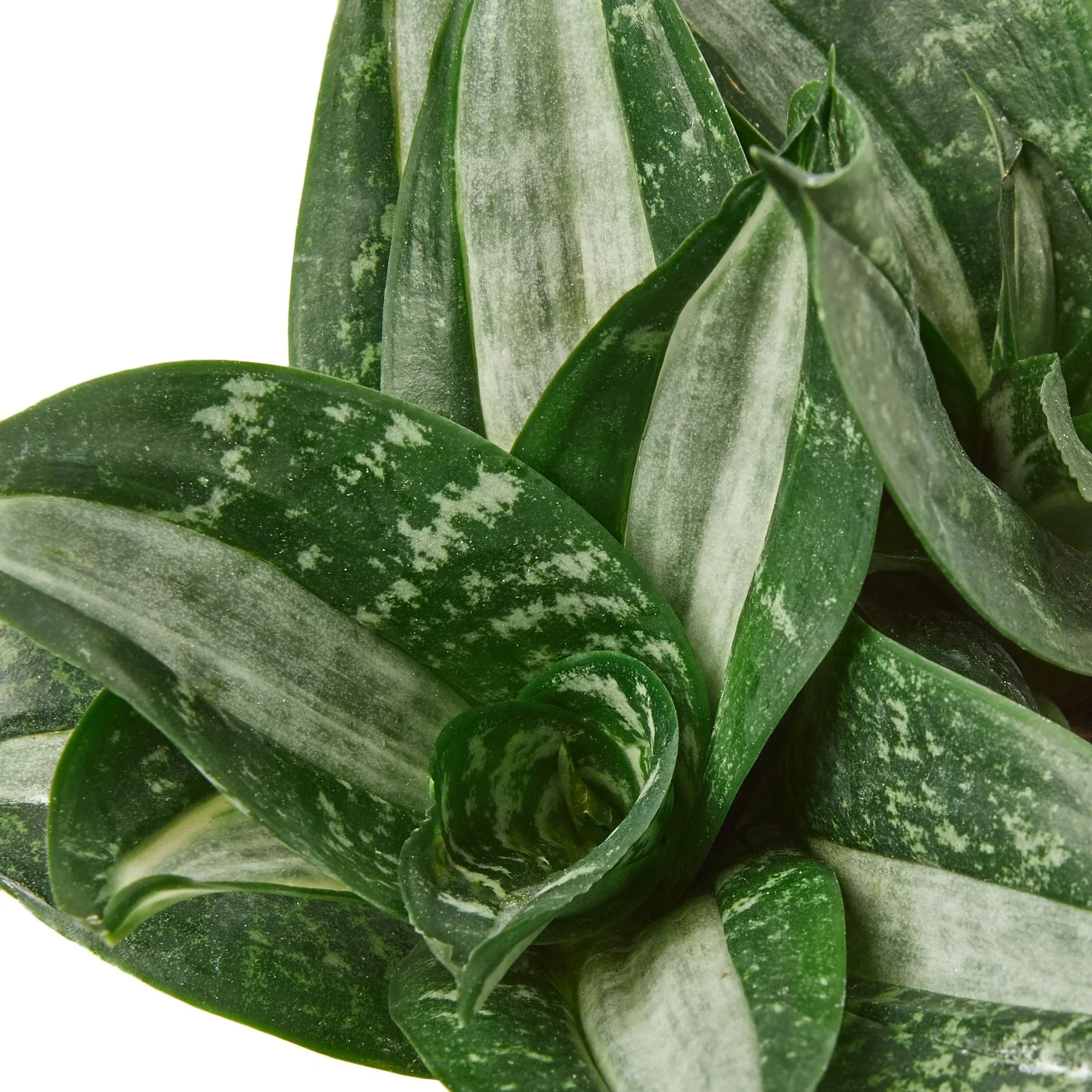 Snake Plant Silver Streak - Image 2
