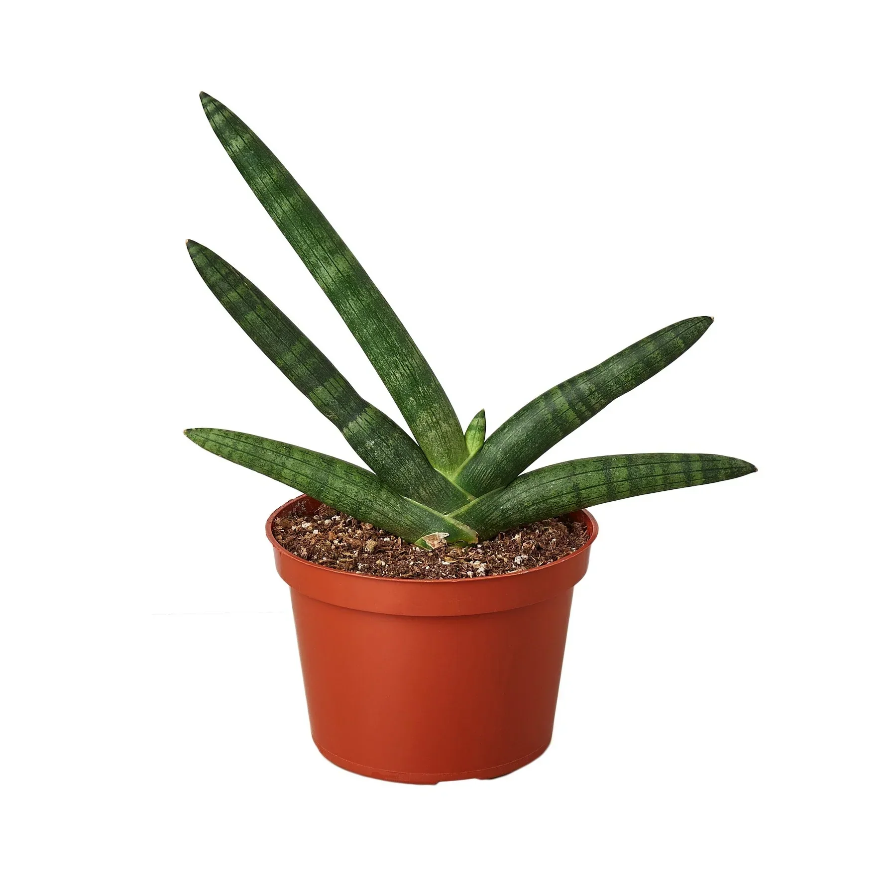 Snake Plant Starfish - Image 3