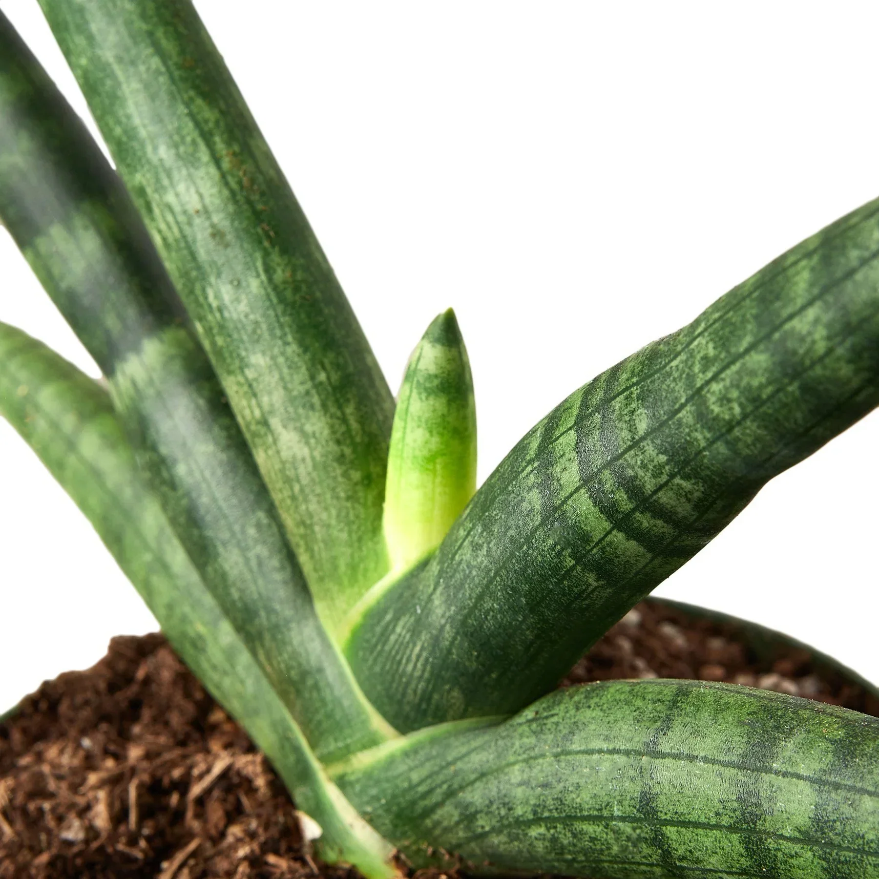 Snake Plant Starfish - Image 4