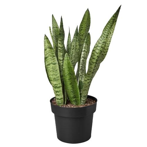 Snake Plant 'Zeylanica' - Image 5