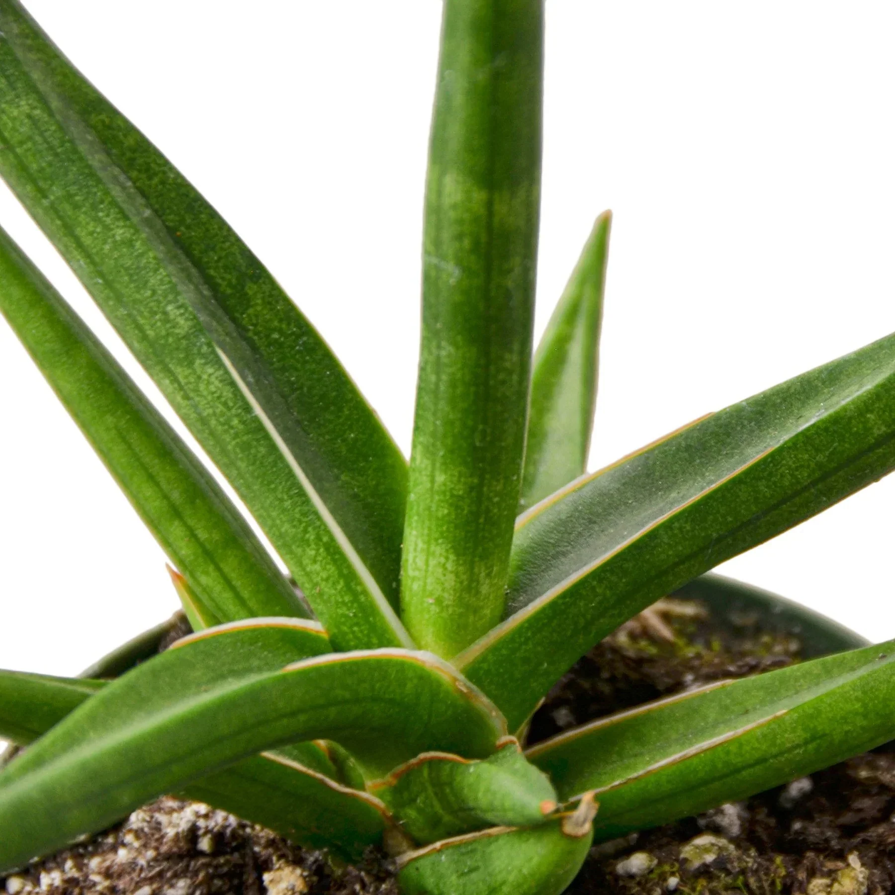 Snake 'Stuckii' - 4" Pot - Image 2