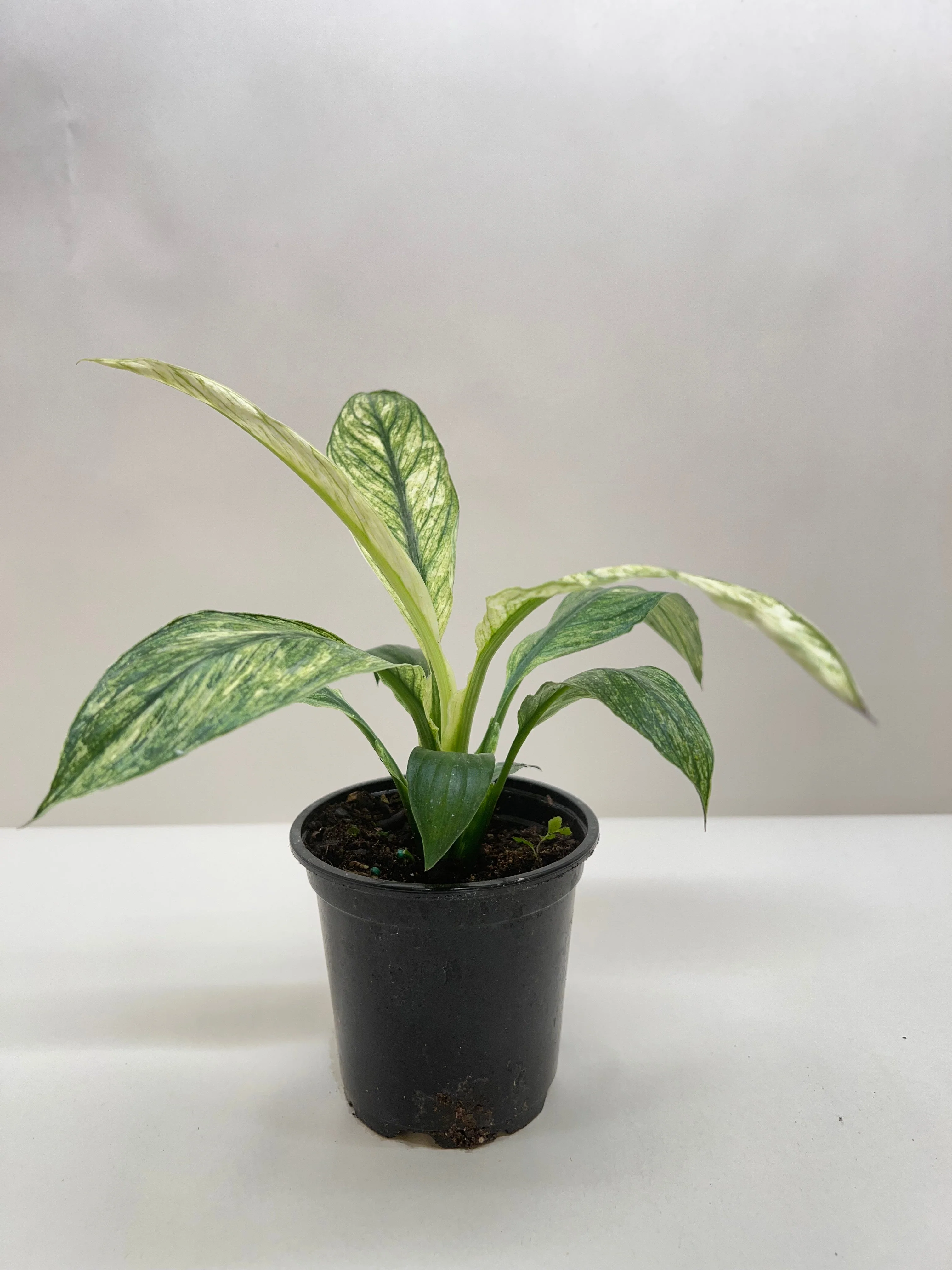 Spathiphyllum Jessica - Image 2