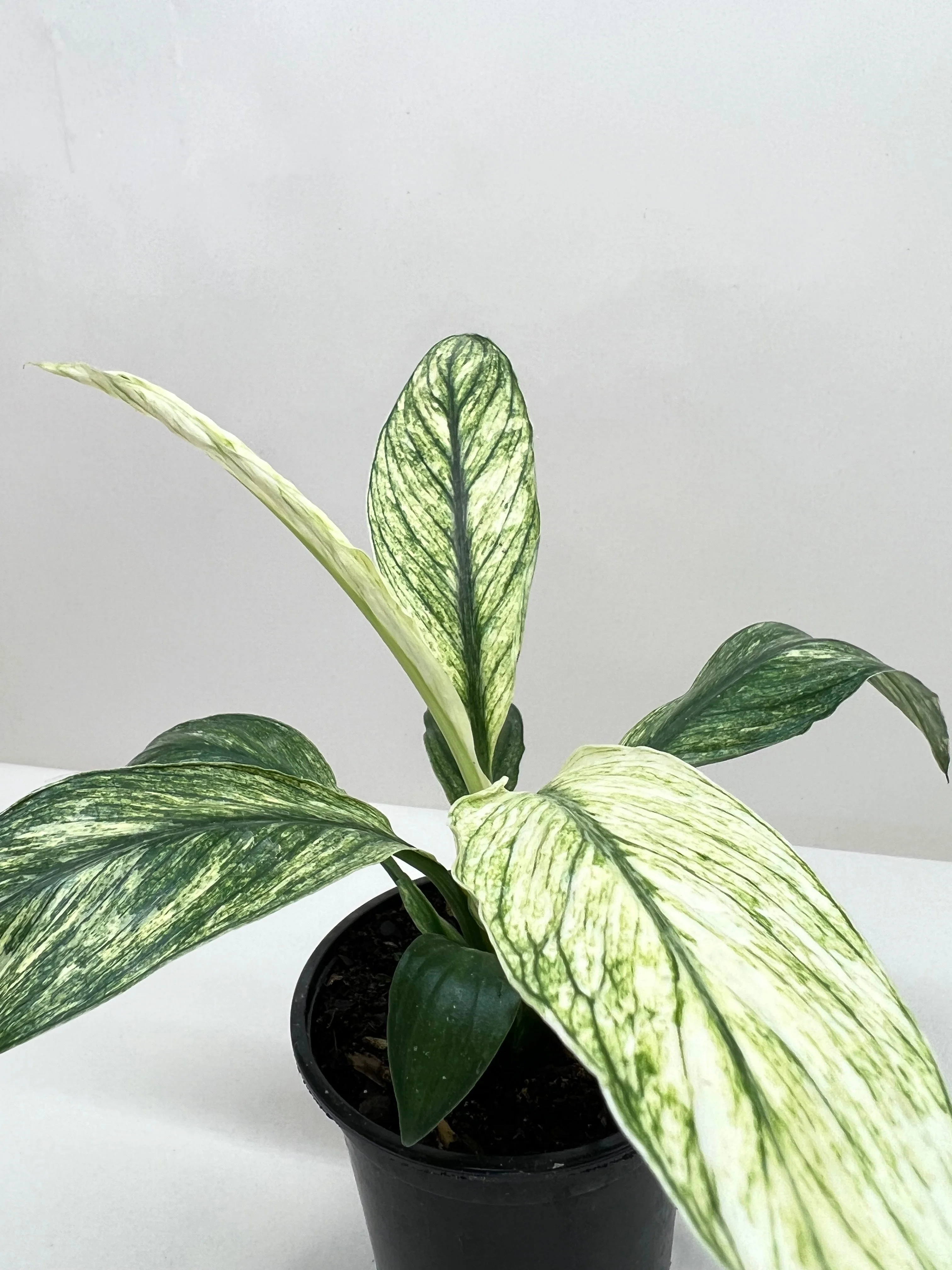 Spathiphyllum Jessica - Image 3