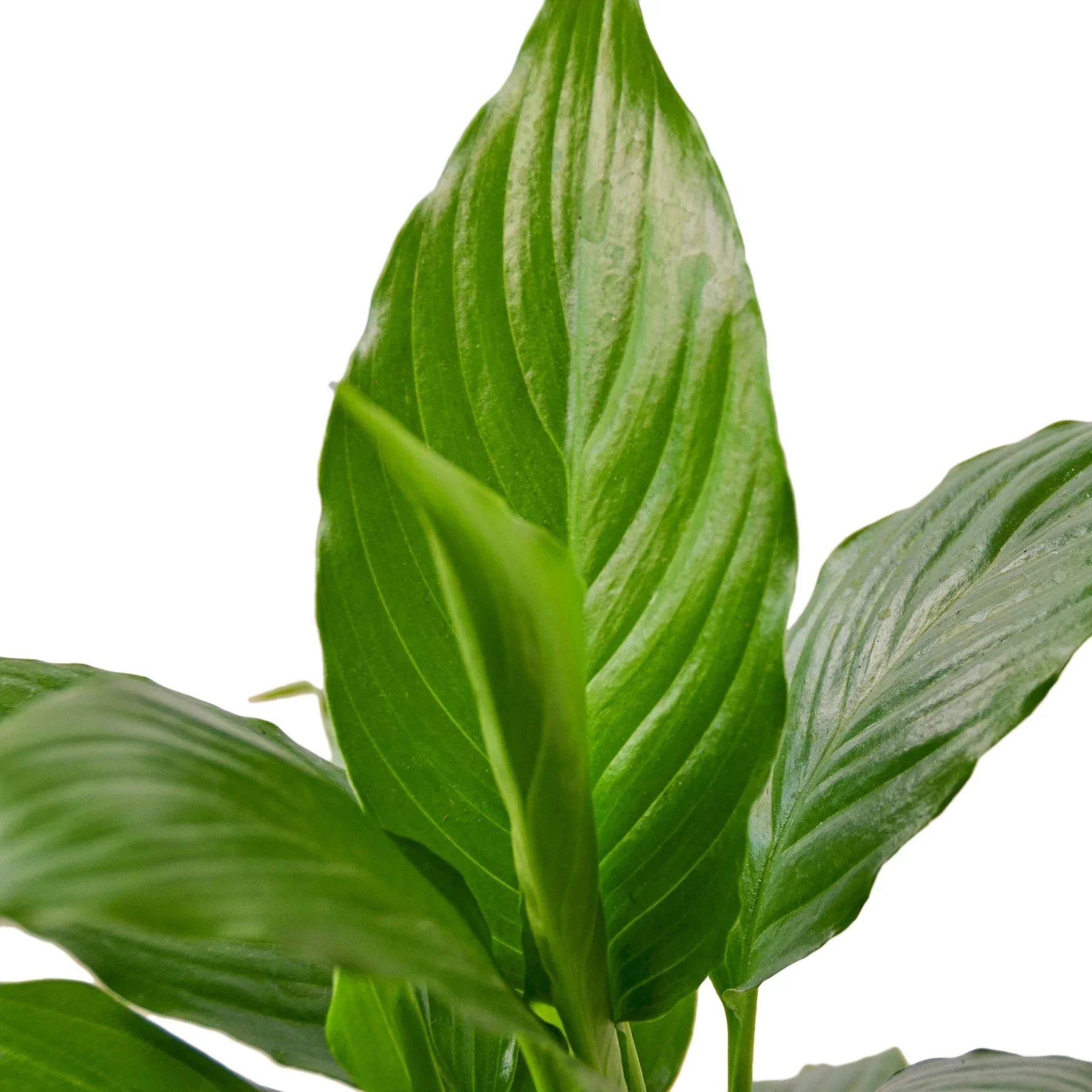 Spathiphyllum 'Peace Lily' - Image 2