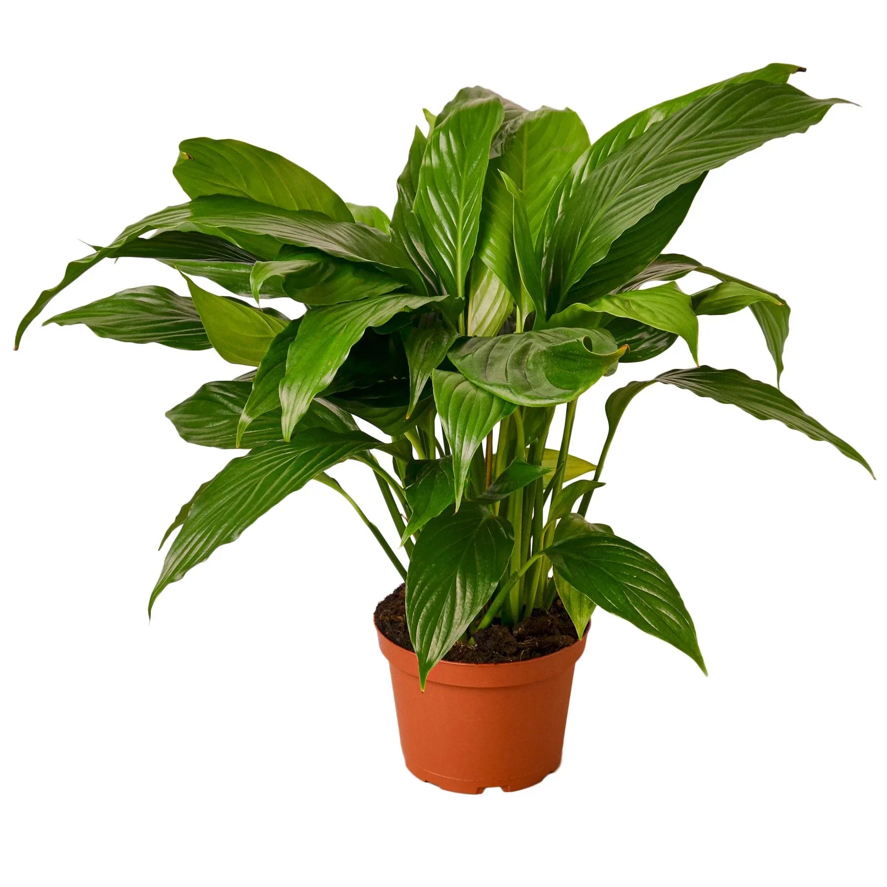 Spathiphyllum 'Peace Lily' - Image 3