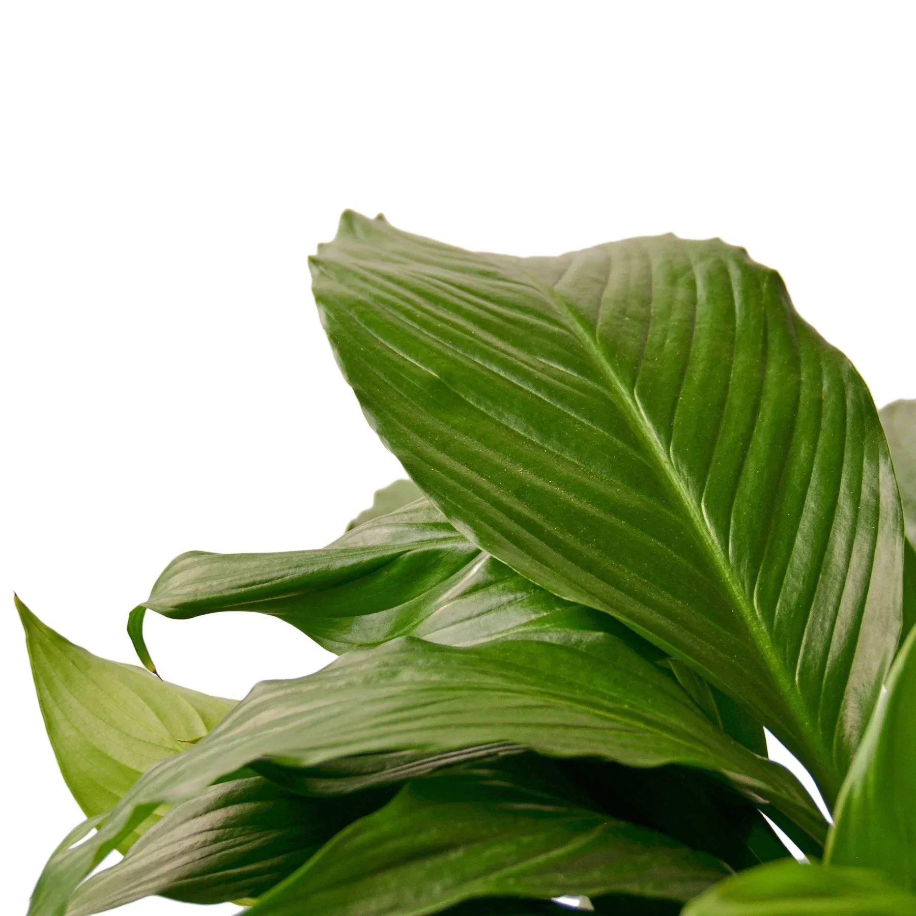 Spathiphyllum 'Peace Lily' - Image 4
