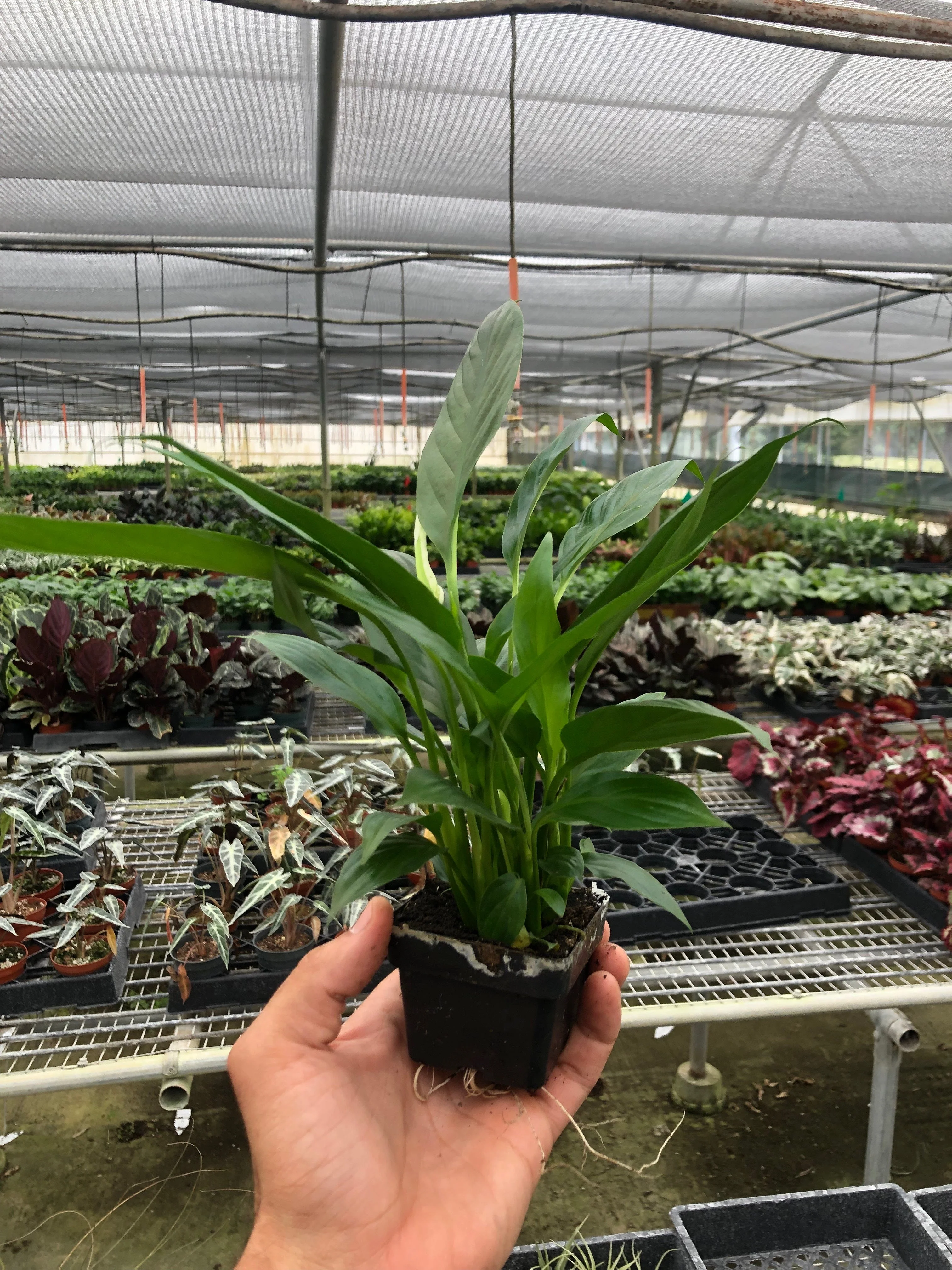 Spathiphyllum 'Peace Lily' - Image 5