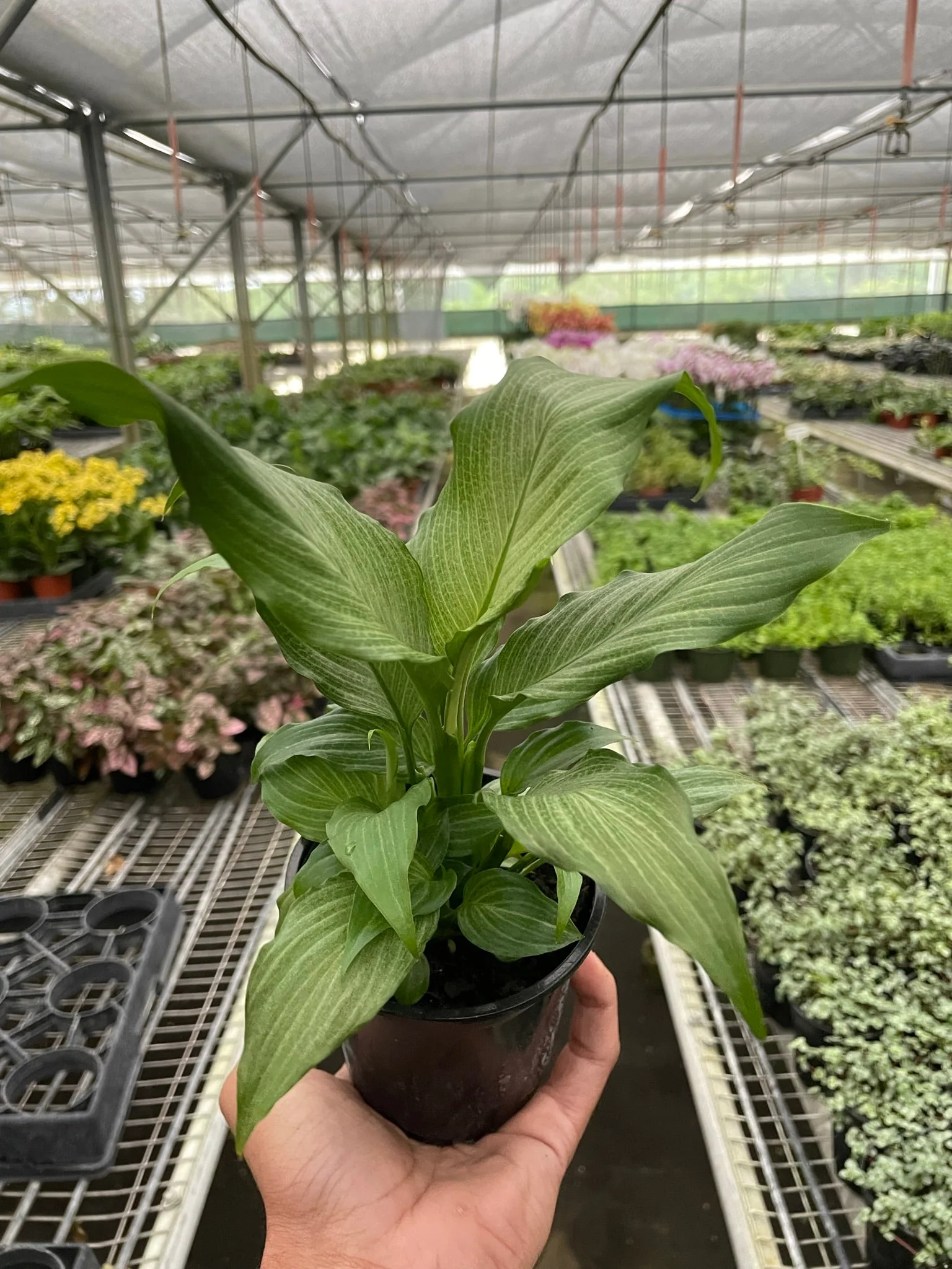 Spathiphyllum 'Platinum Mist' - Image 2
