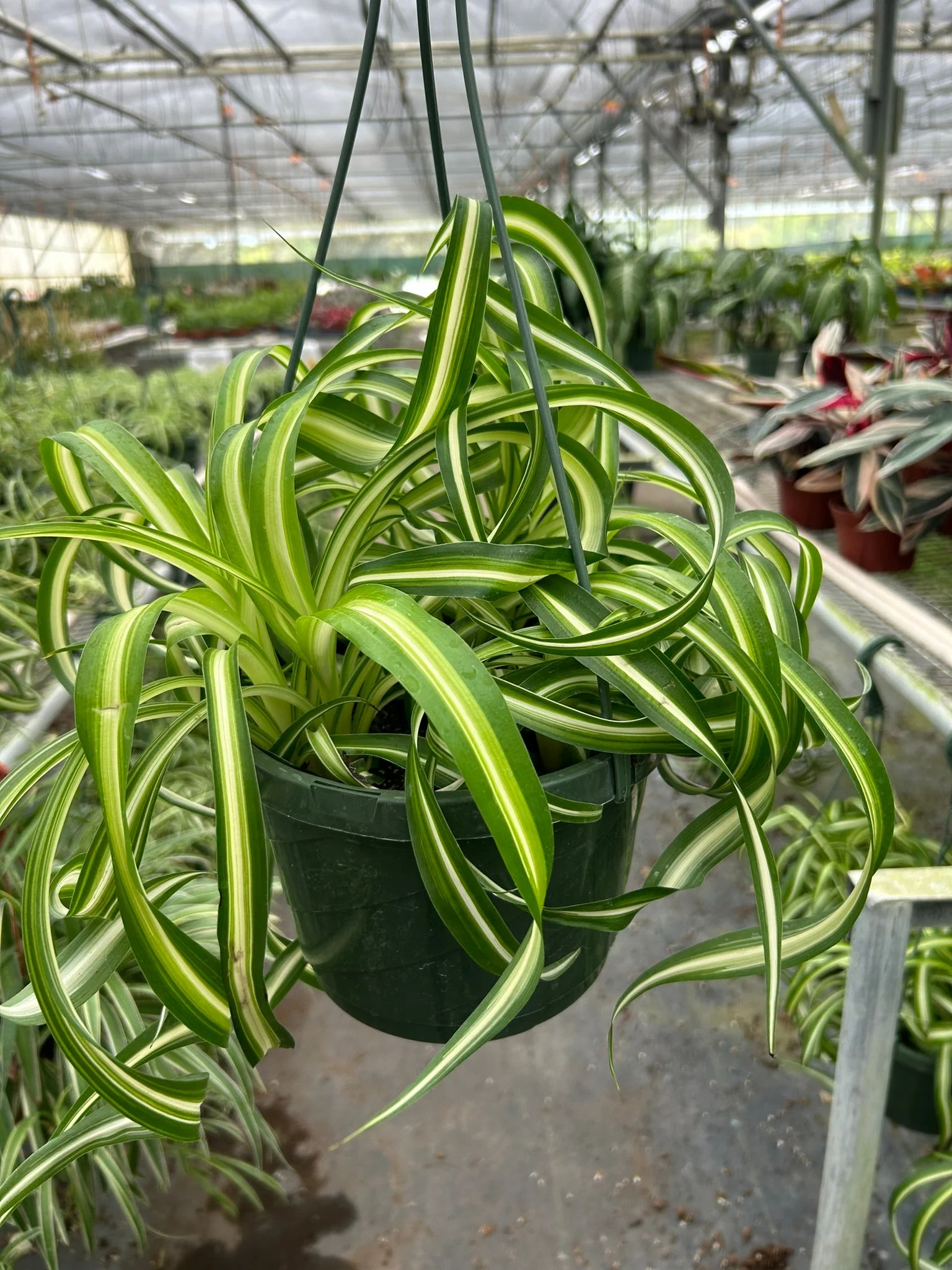Spider Plant Bonnie - Image 6