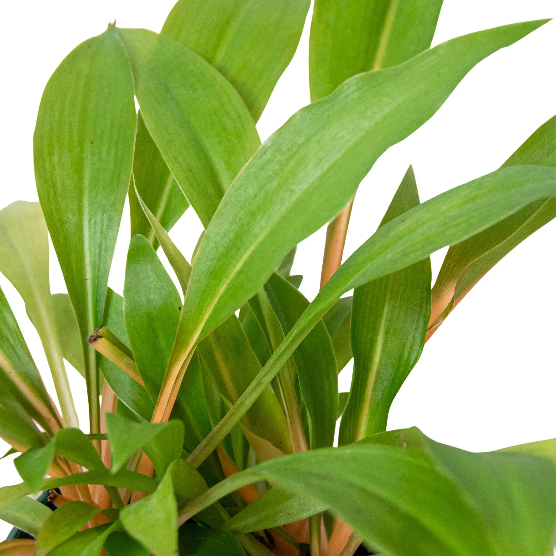 Spider Plant Fire Flash - Image 2