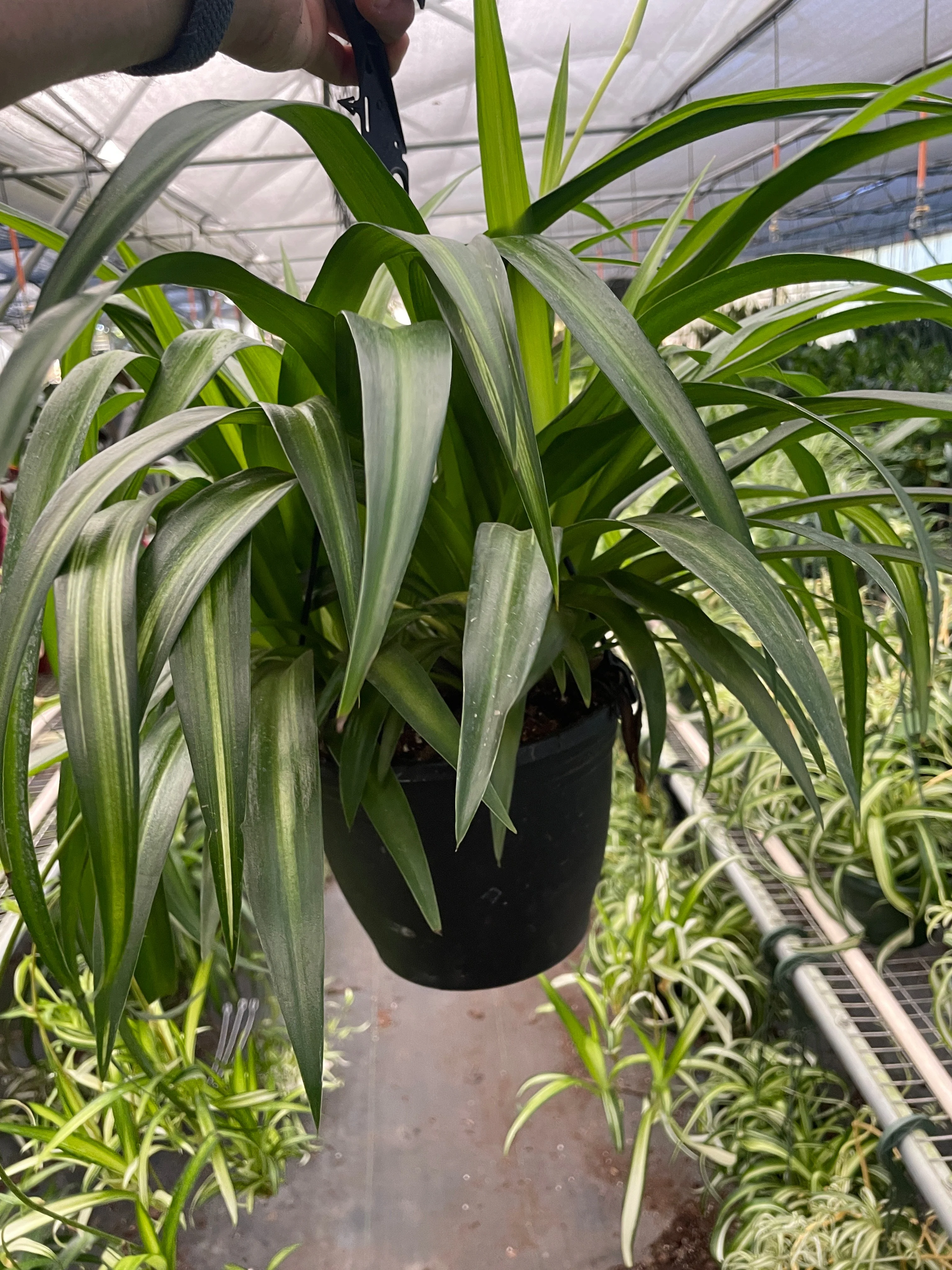 Spider Plant Hawaiian - Image 4