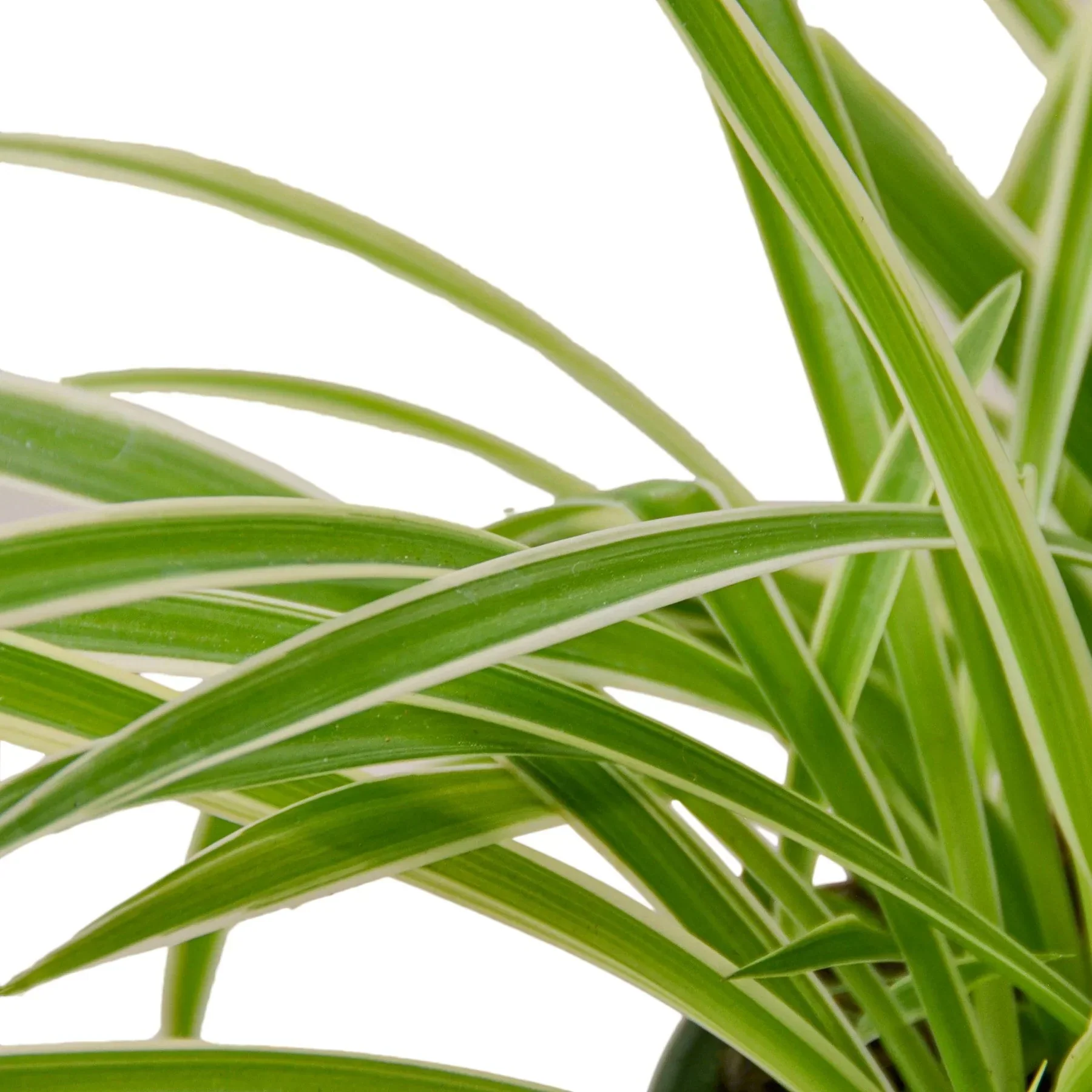 Spider Plant Reverse - Image 2