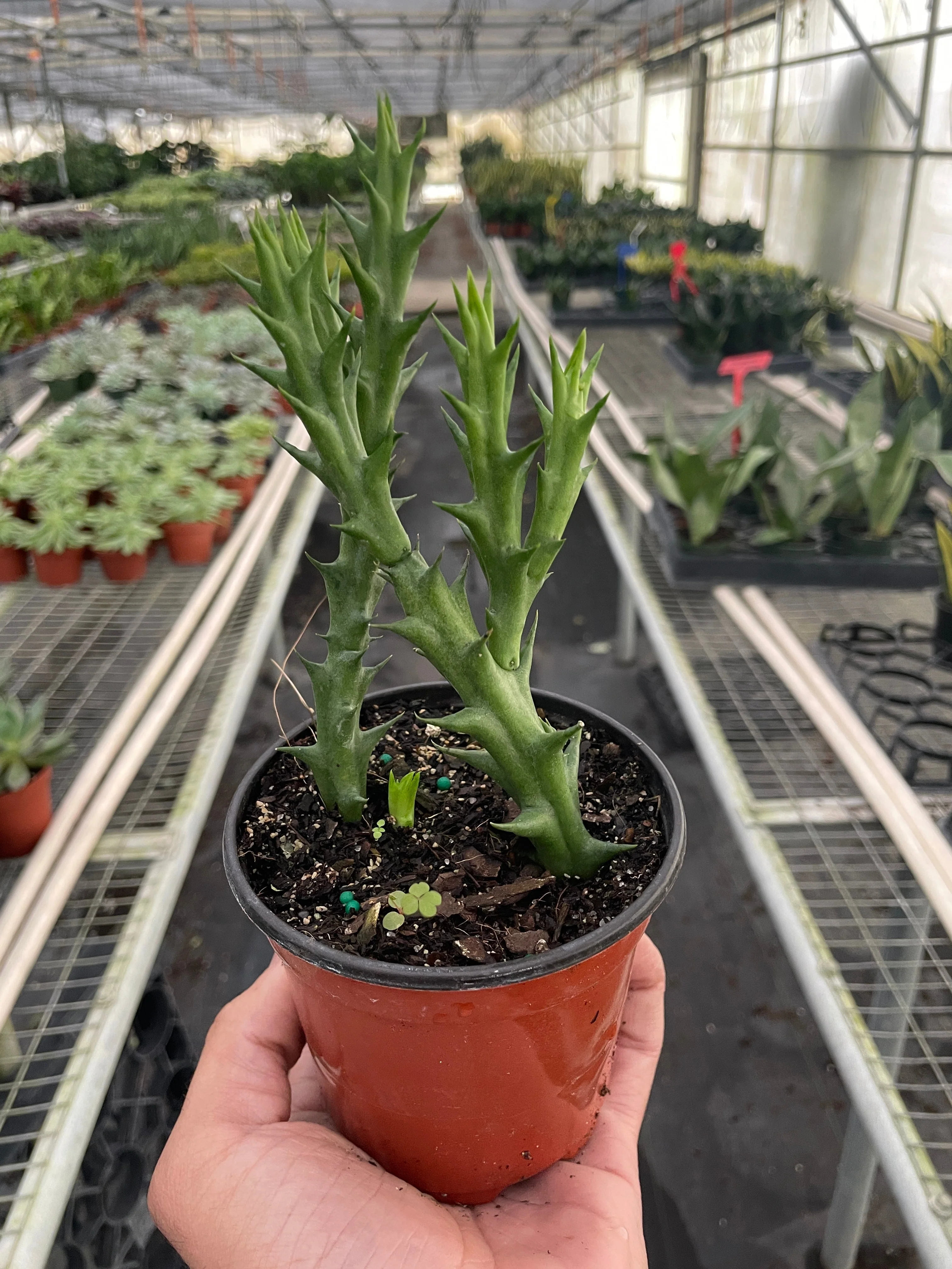 Starfish Cactus (Stapelia orbea variegata) - Image 2