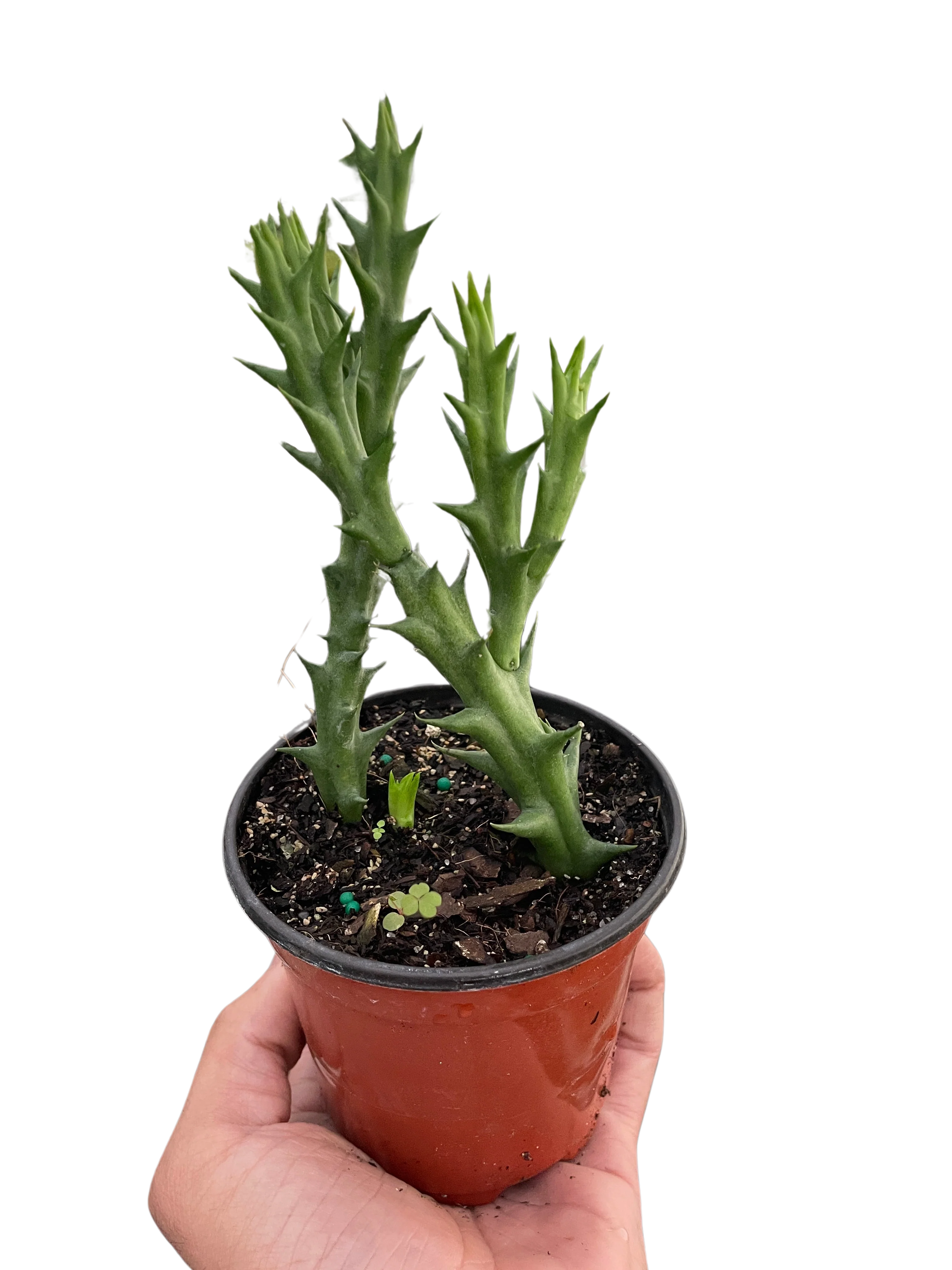 Starfish Cactus (Stapelia orbea variegata) - Image 3