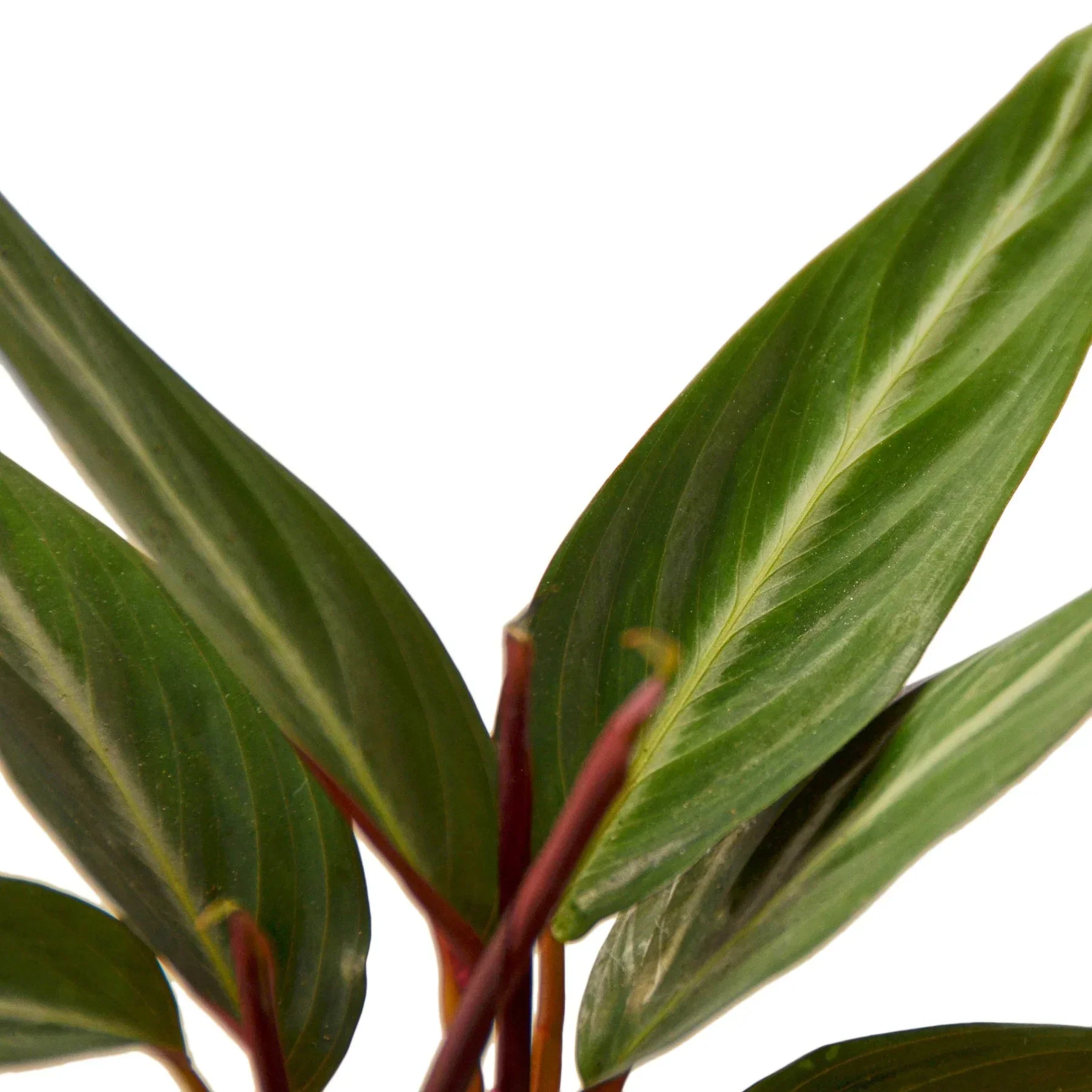 Stromanthe Sanguinea - Image 2