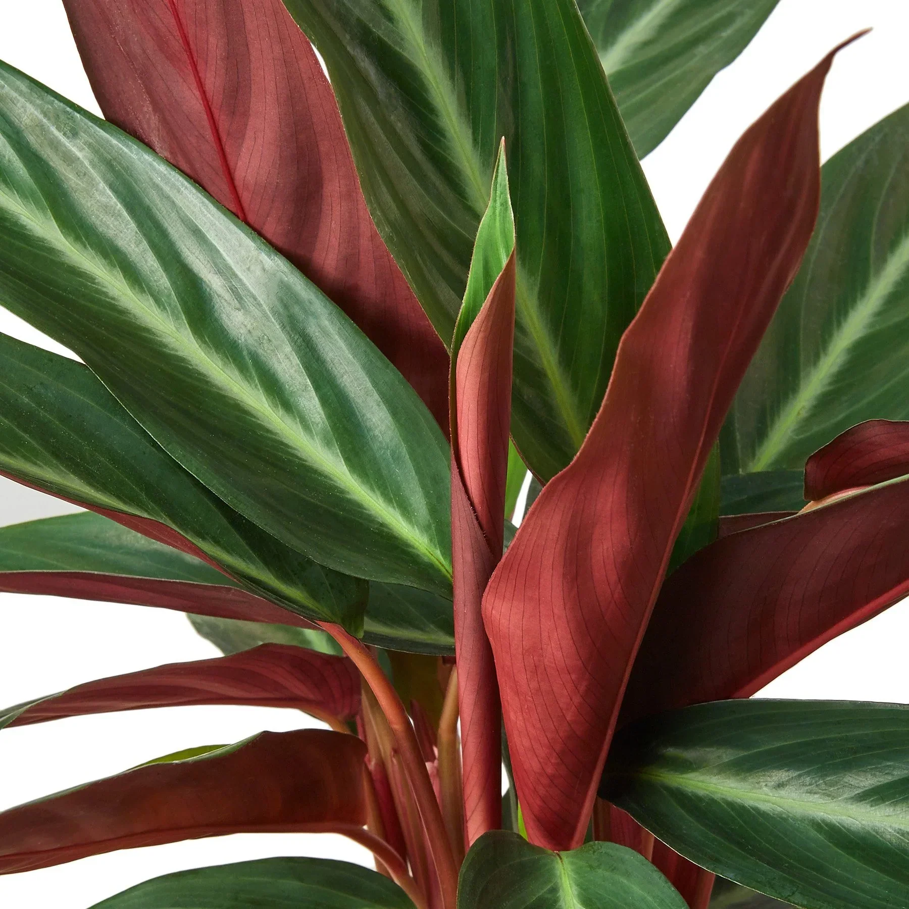 Stromanthe Sanguinea - Image 4