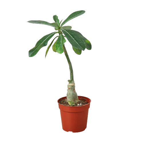 Succulent Adenium Obesum 'Desert Rose'