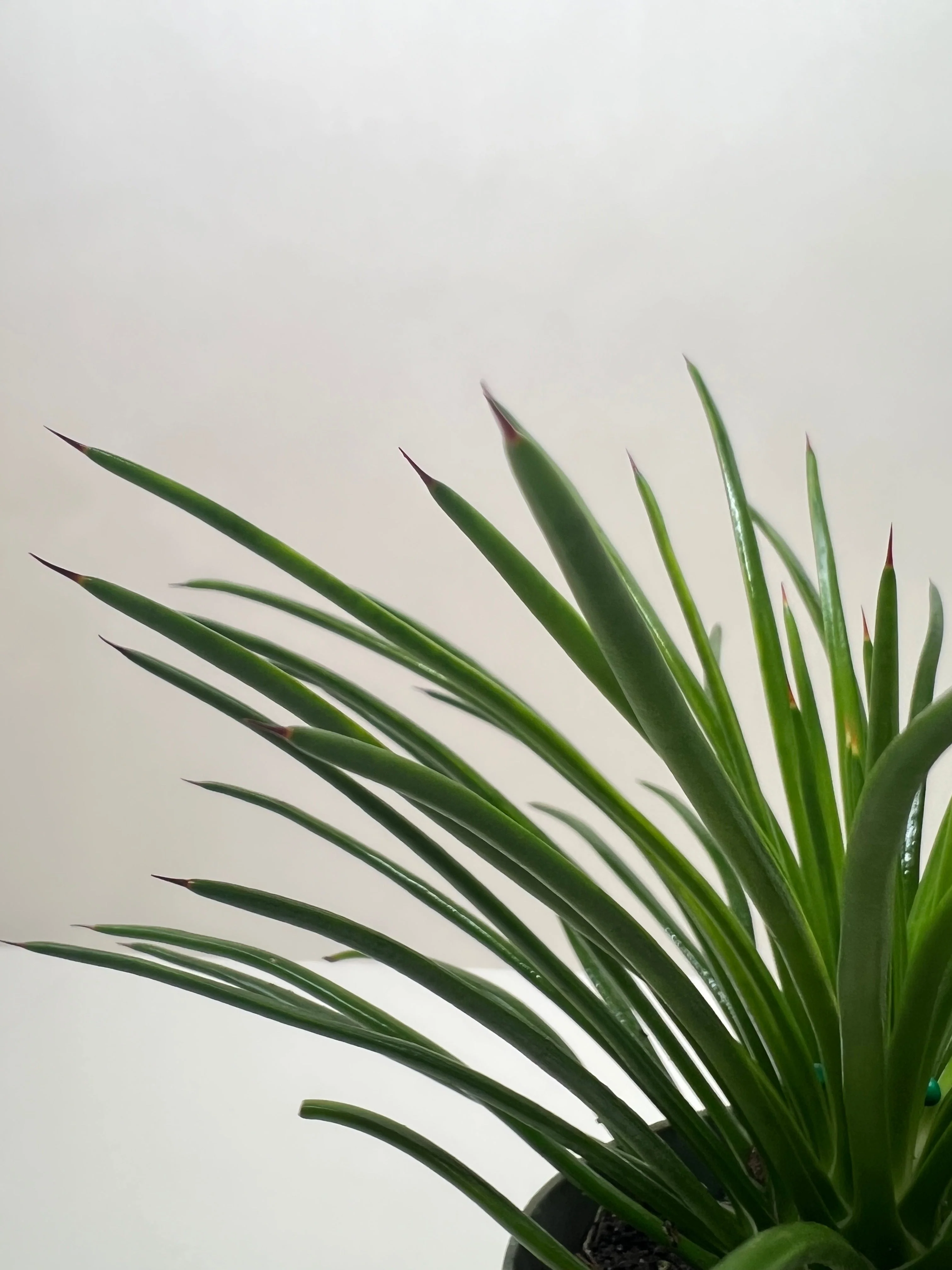 Succulent Agave Twin Flower - Image 3
