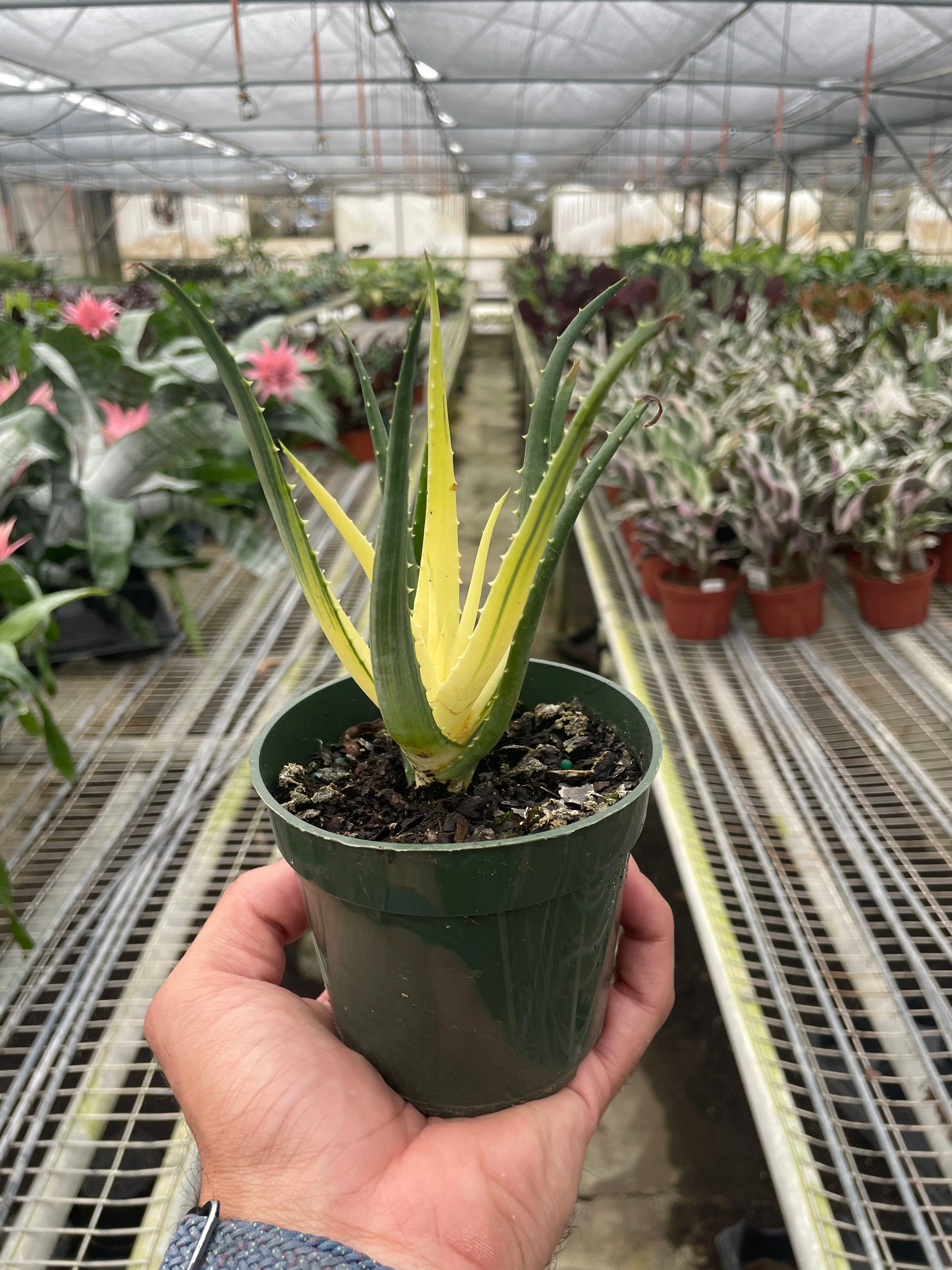 Succulent Aloe Solar Flare - Image 2