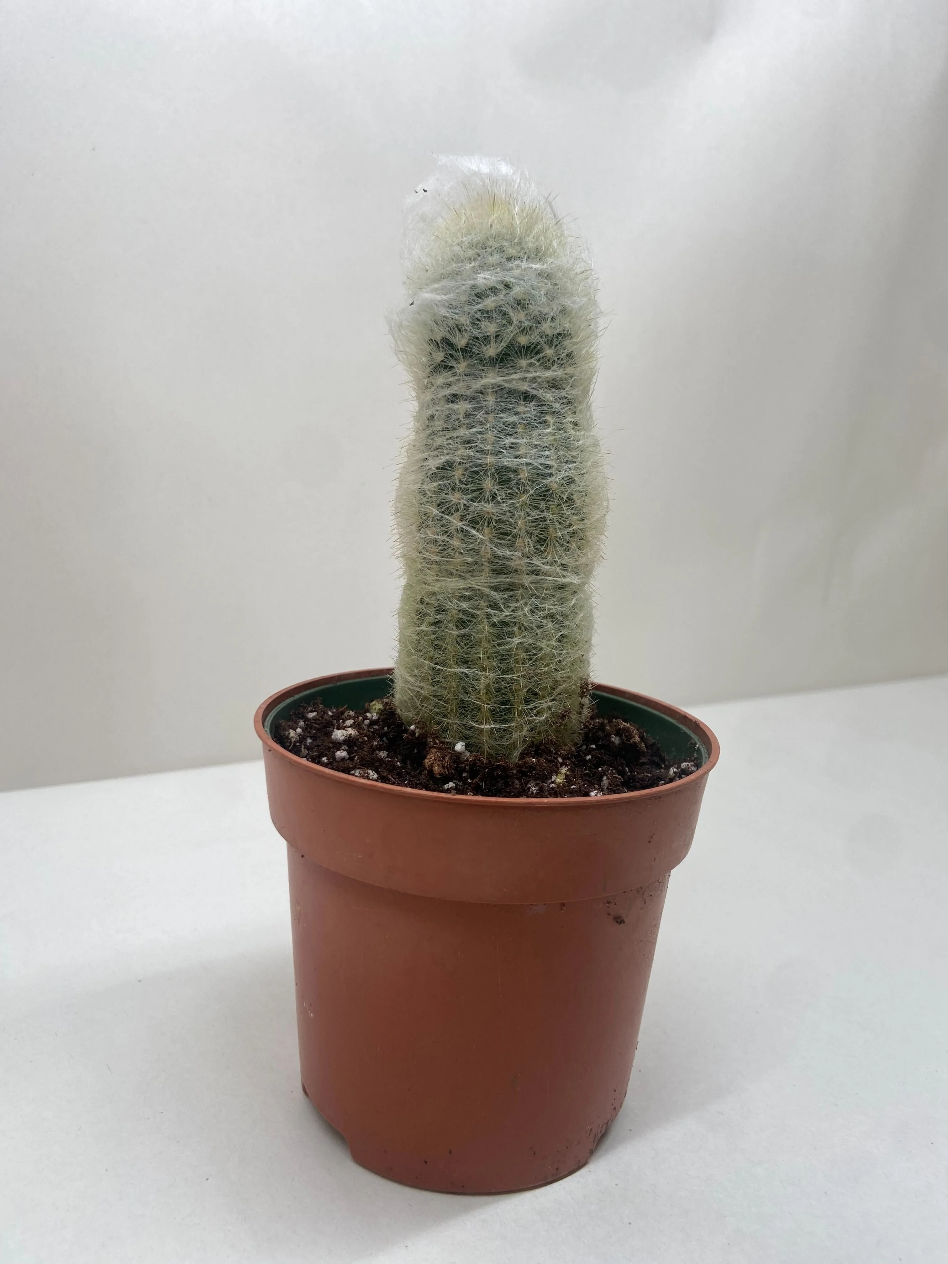 Succulent Cactus Old Man