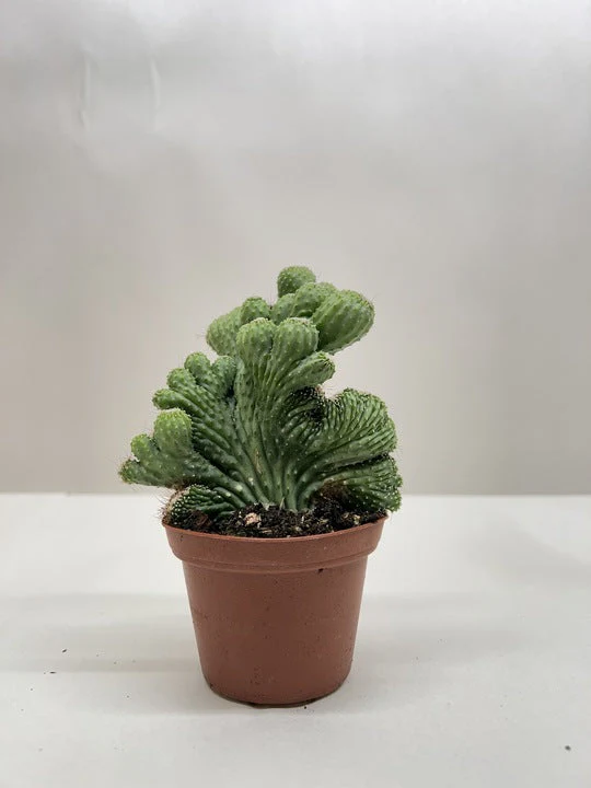 Succulent Cereus Coral Green - Image 5