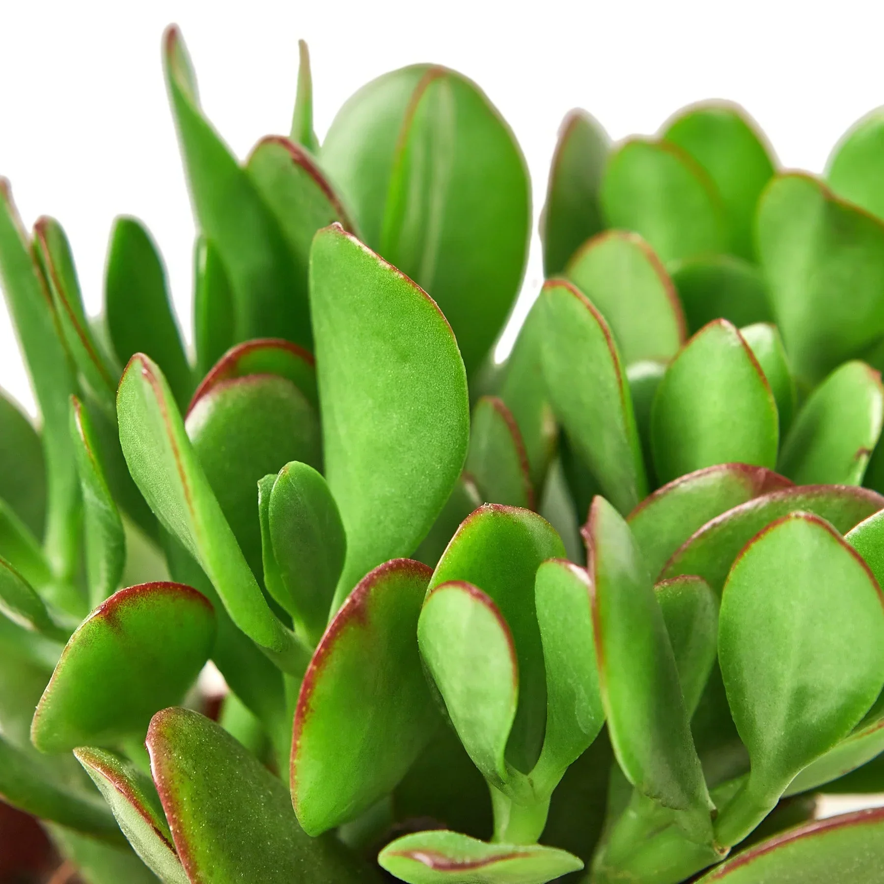 Succulent Crassula 'Jade' - Image 2