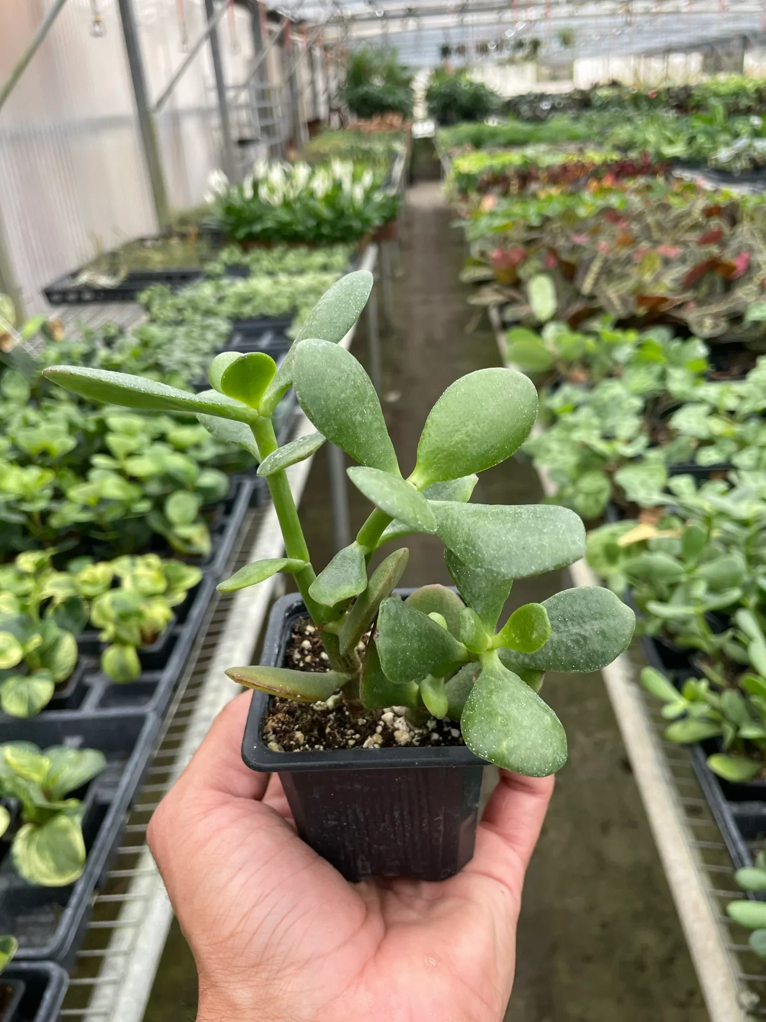 Succulent Crassula 'Jade' - Image 3