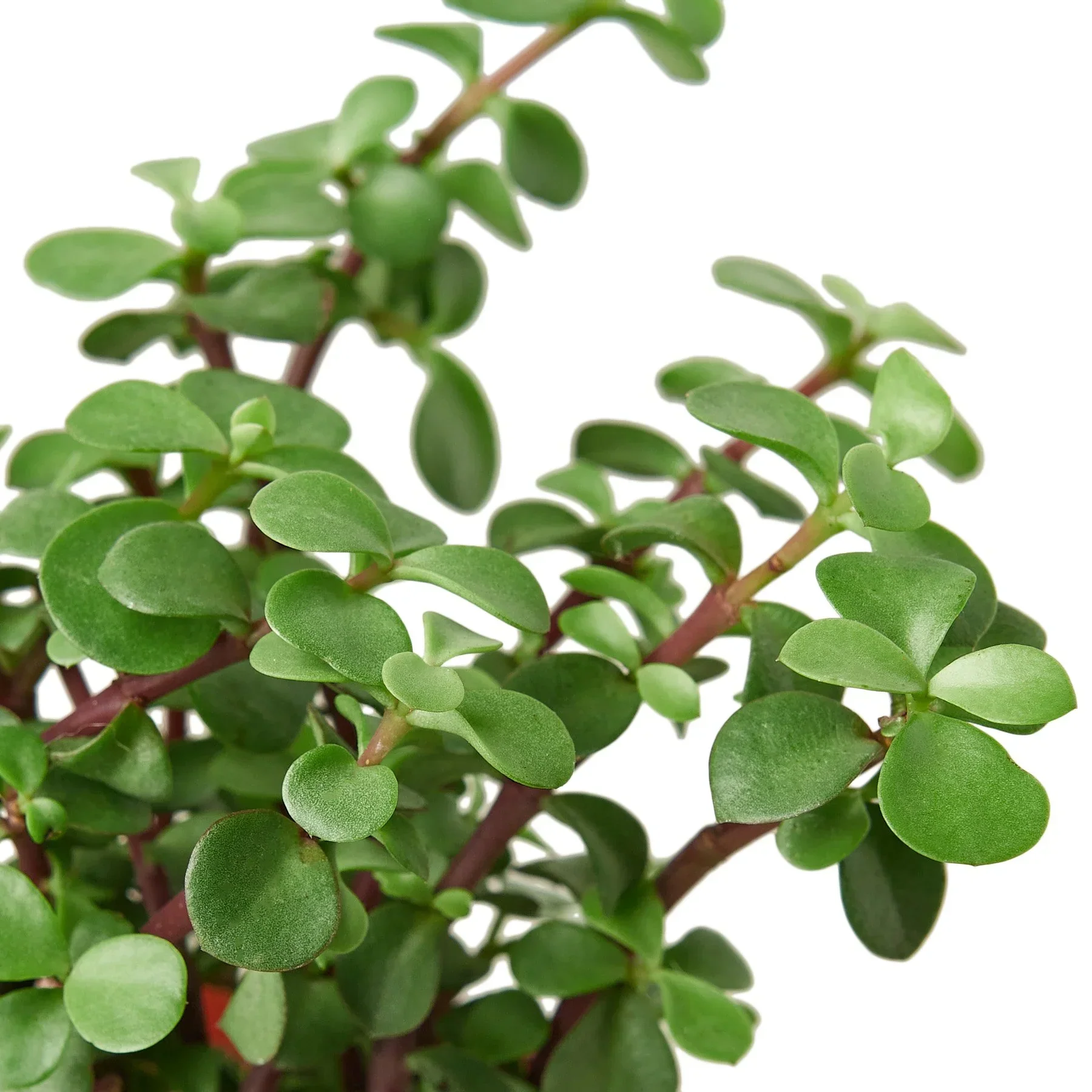 Succulent 'Elephant Bush' - Image 2