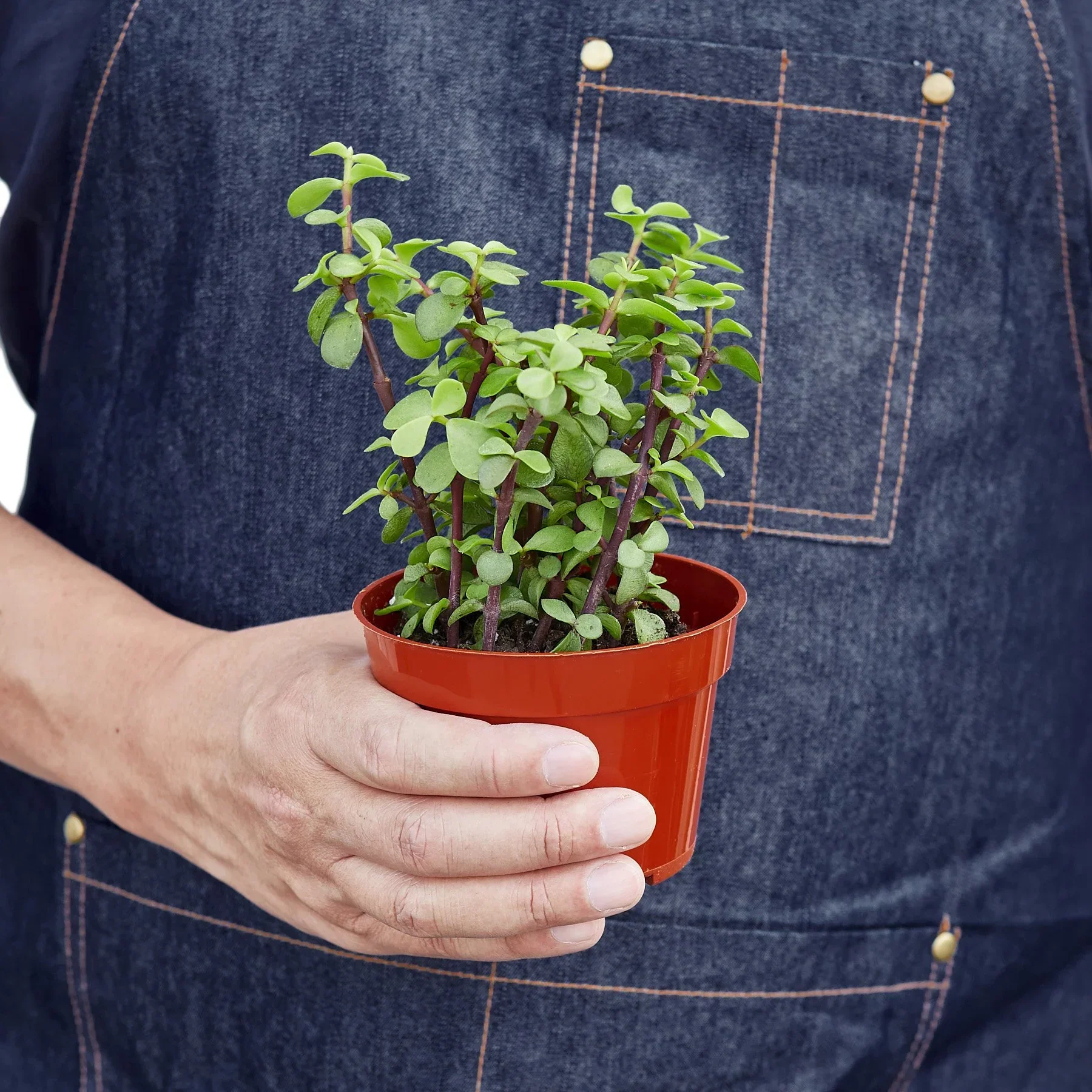 Succulent 'Elephant Bush' - Image 3