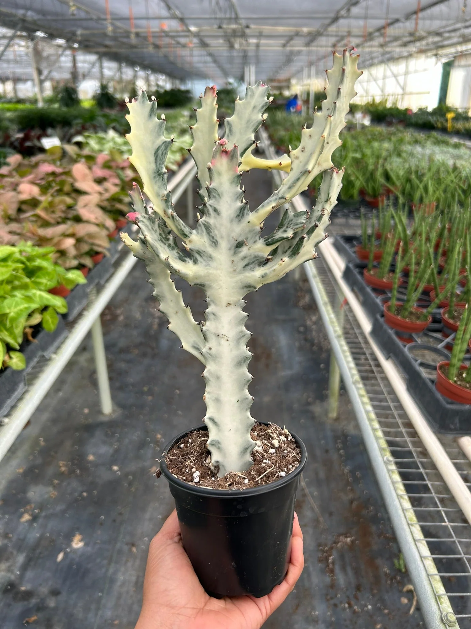 Succulent Euphorbia 'Dragon Bone' - Image 3