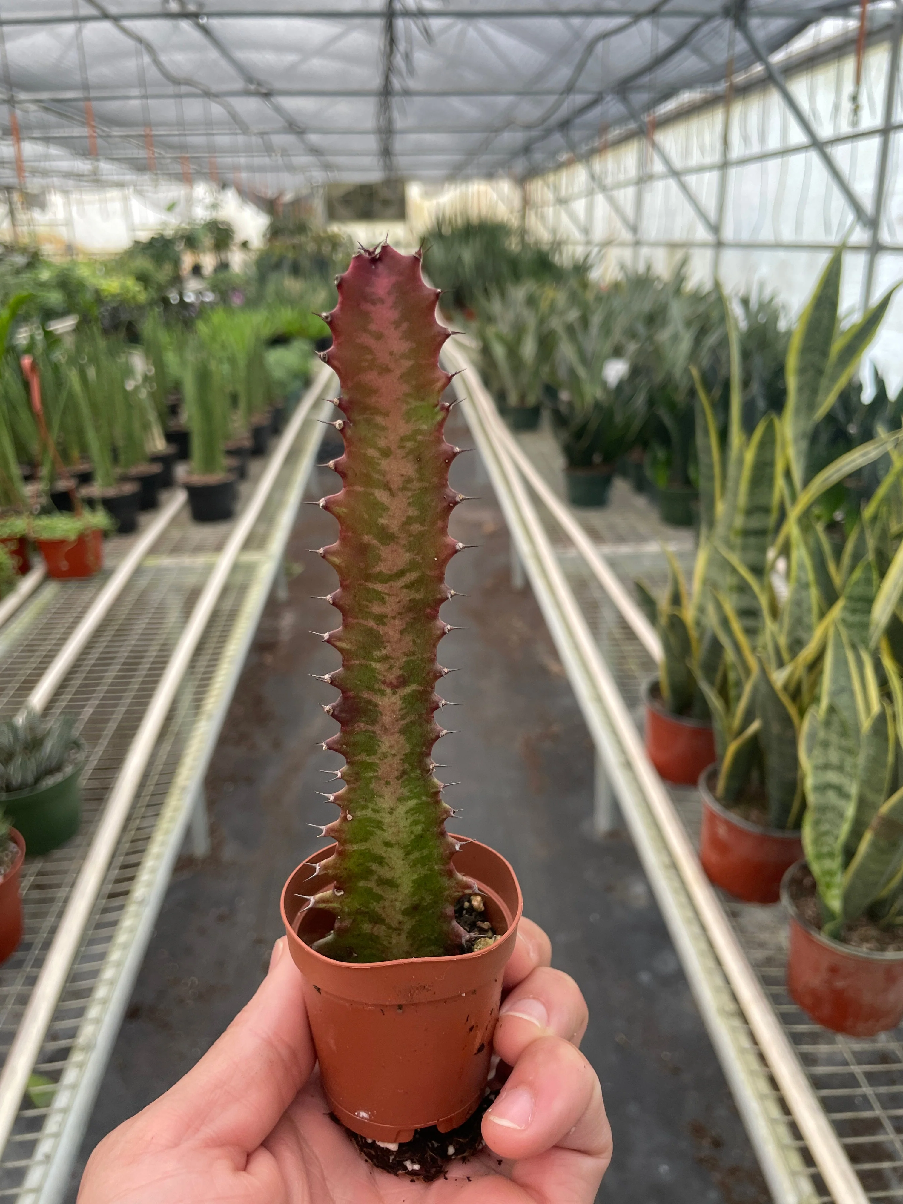 Succulent Euphorbia 'Trigona Rubra' - Image 2