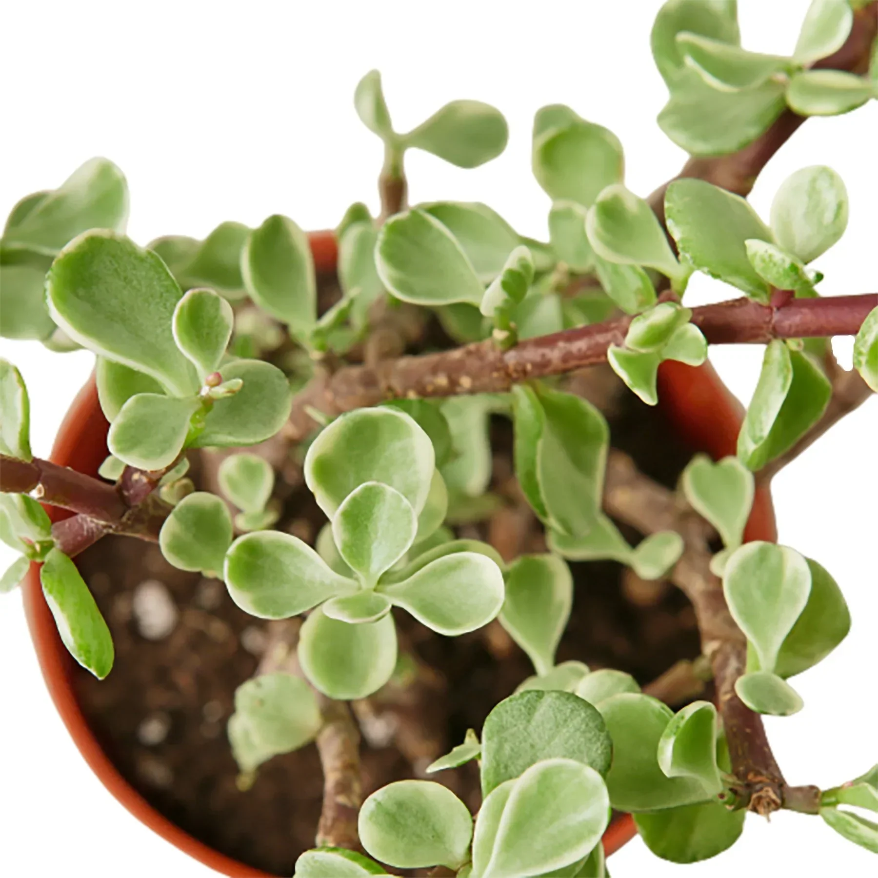 Succulent 'Rainbow Elephant Bush' - Image 2