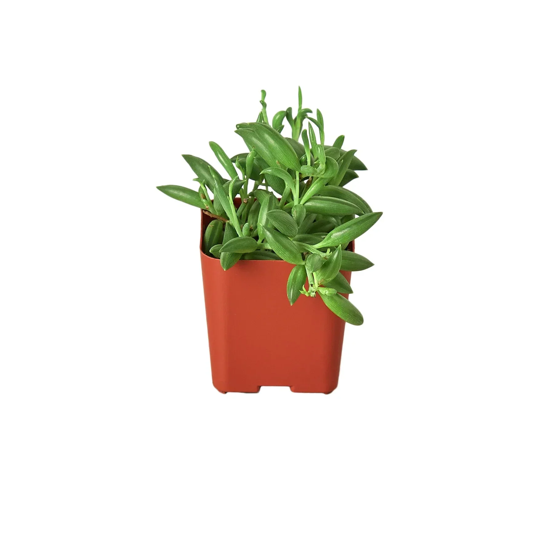 Succulent 'String of Bananas' - Image 4